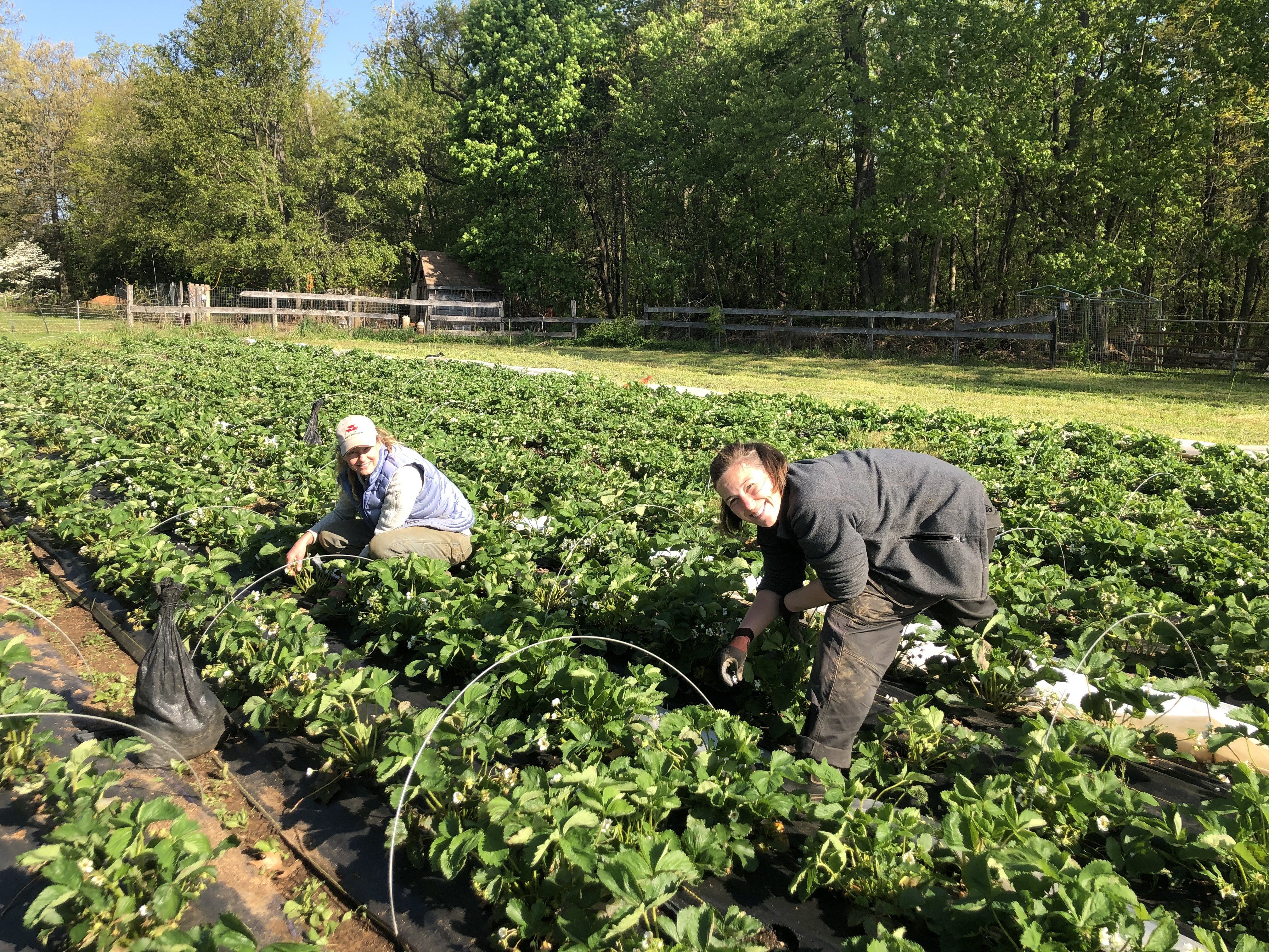 Farm Happenings for May 19, 2020