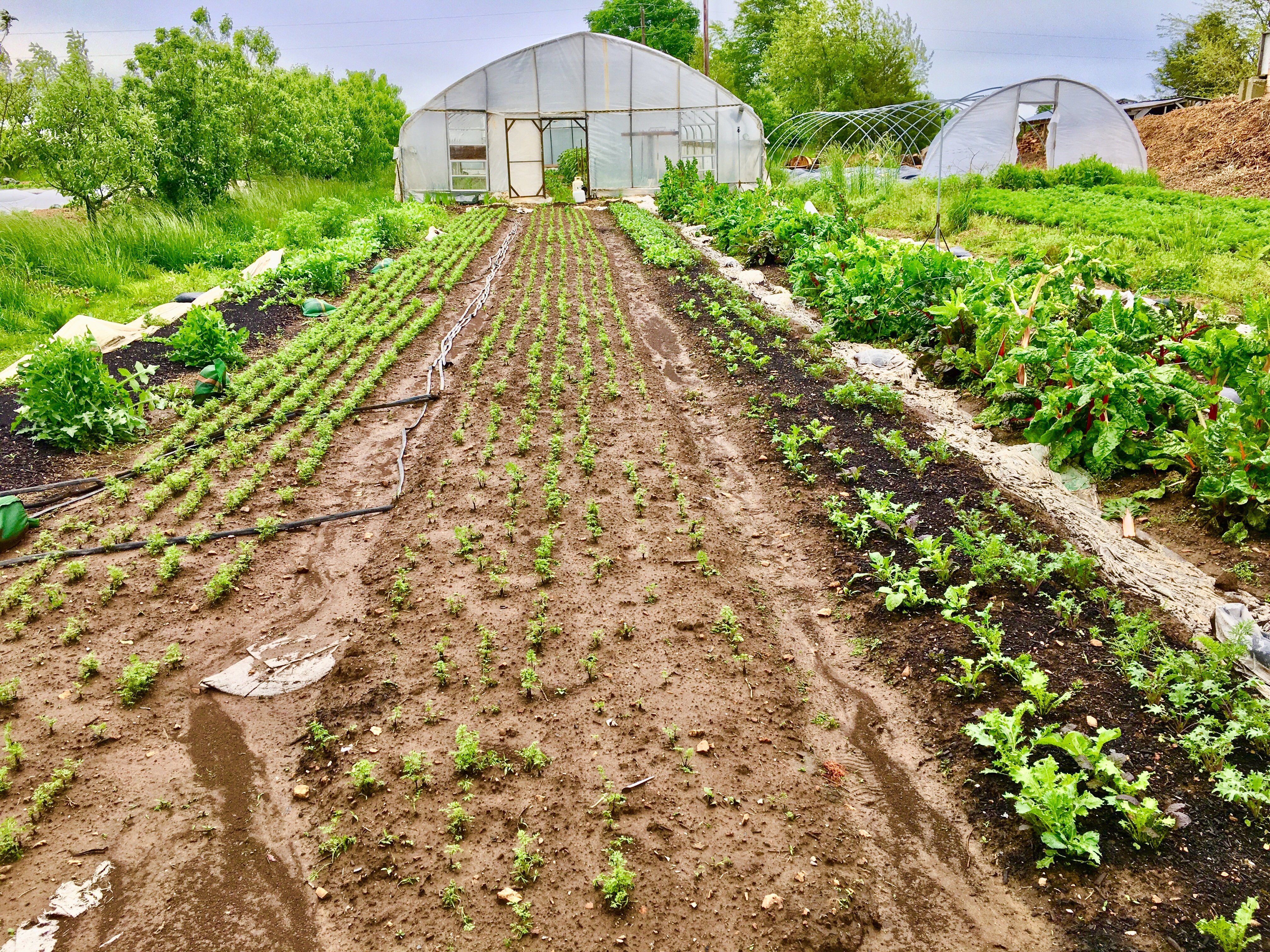 Farm Happenings for May 19, 2020