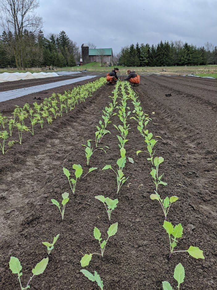 Next Happening: Farm Happenings for May 20, 2020