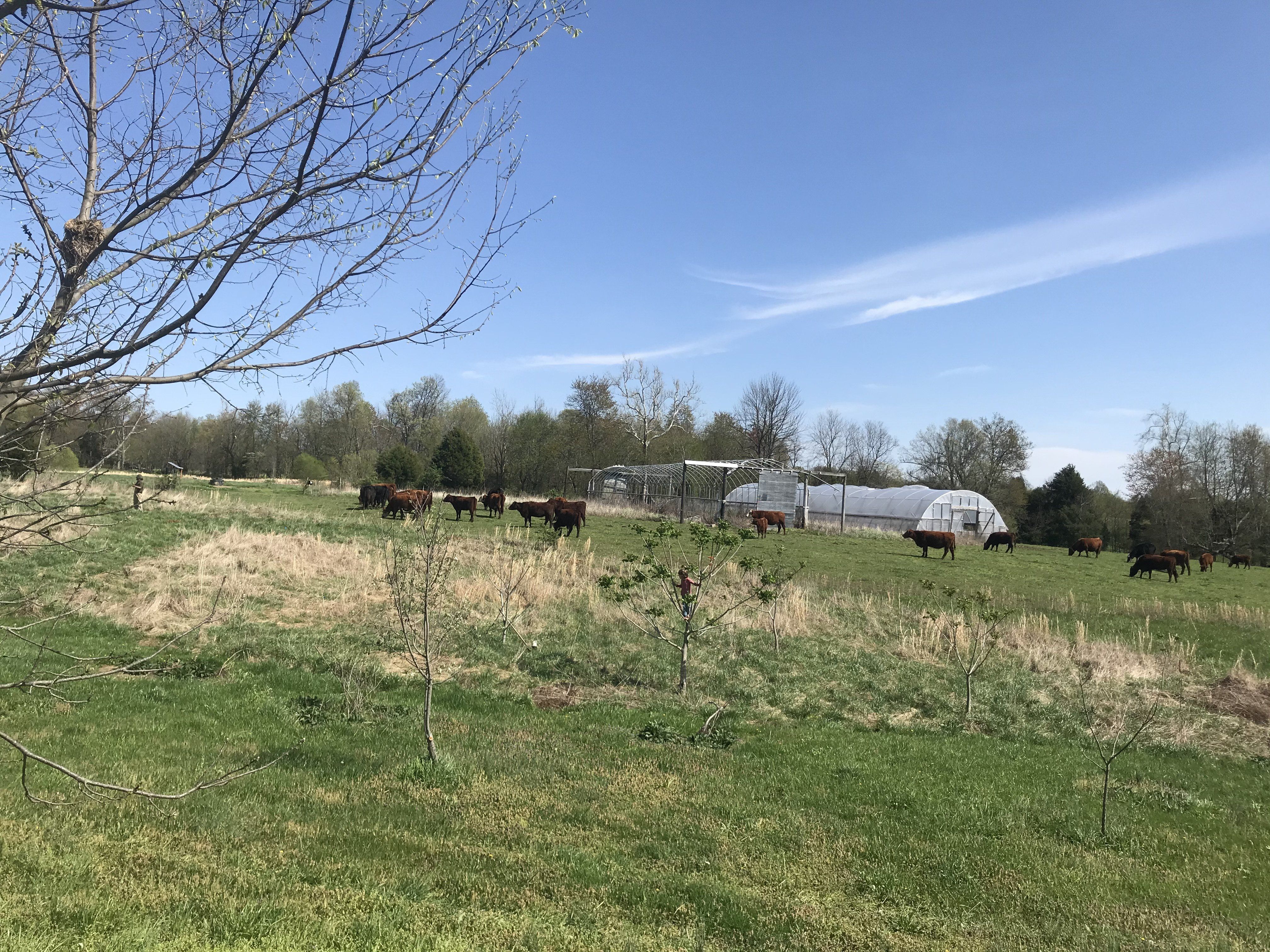 Meat Farm Happenings for May 26, 2020