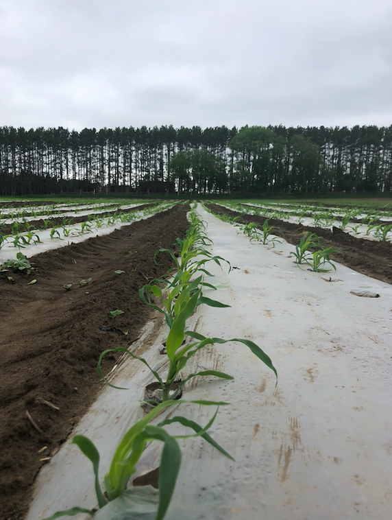 Previous Happening: Week 2 of 20; Summer 2020 Coopers CSA Farm Happenings