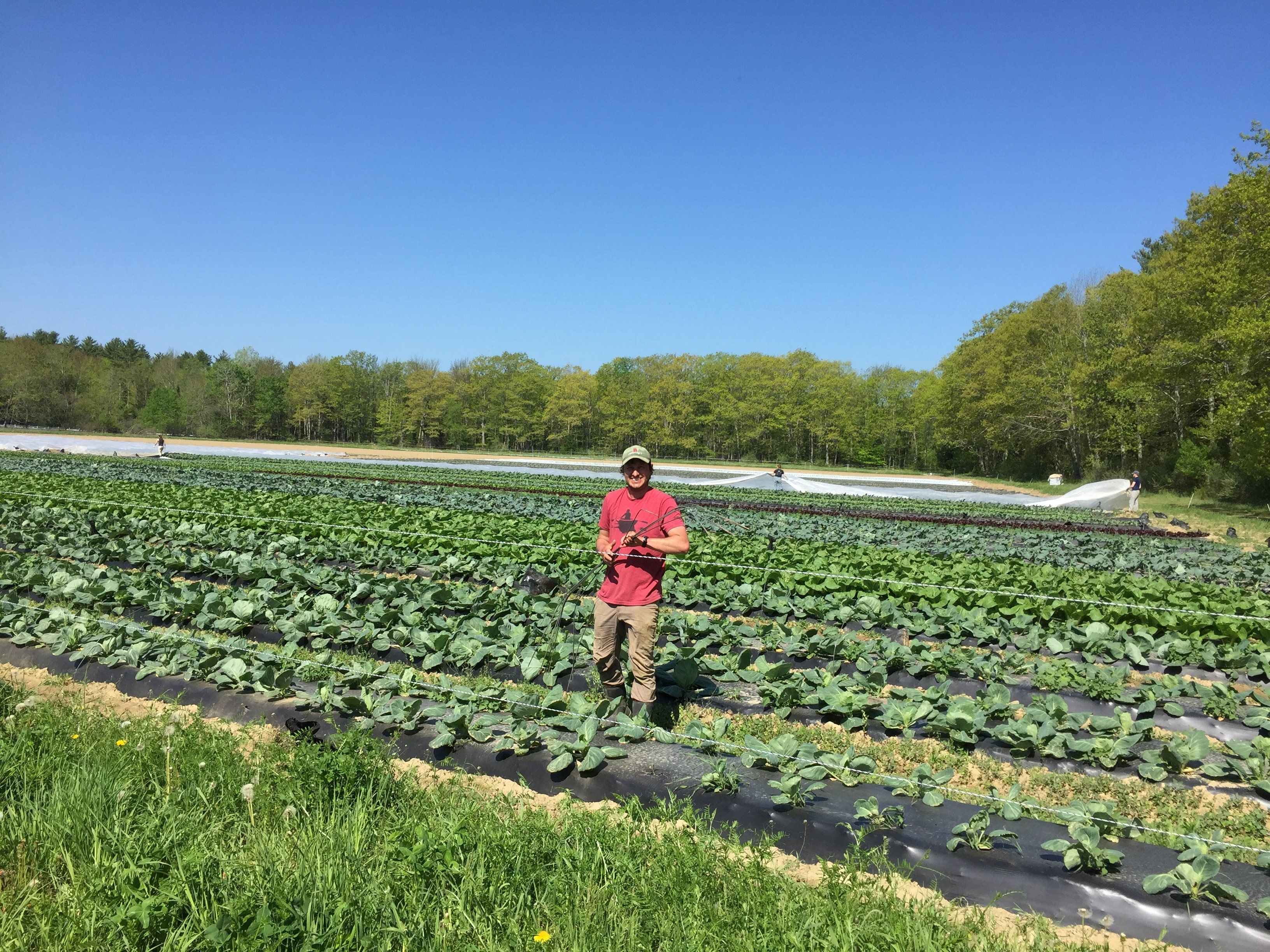 Next Happening: Shares Begin!  Farm and Share update for June 10th/11th Delivery