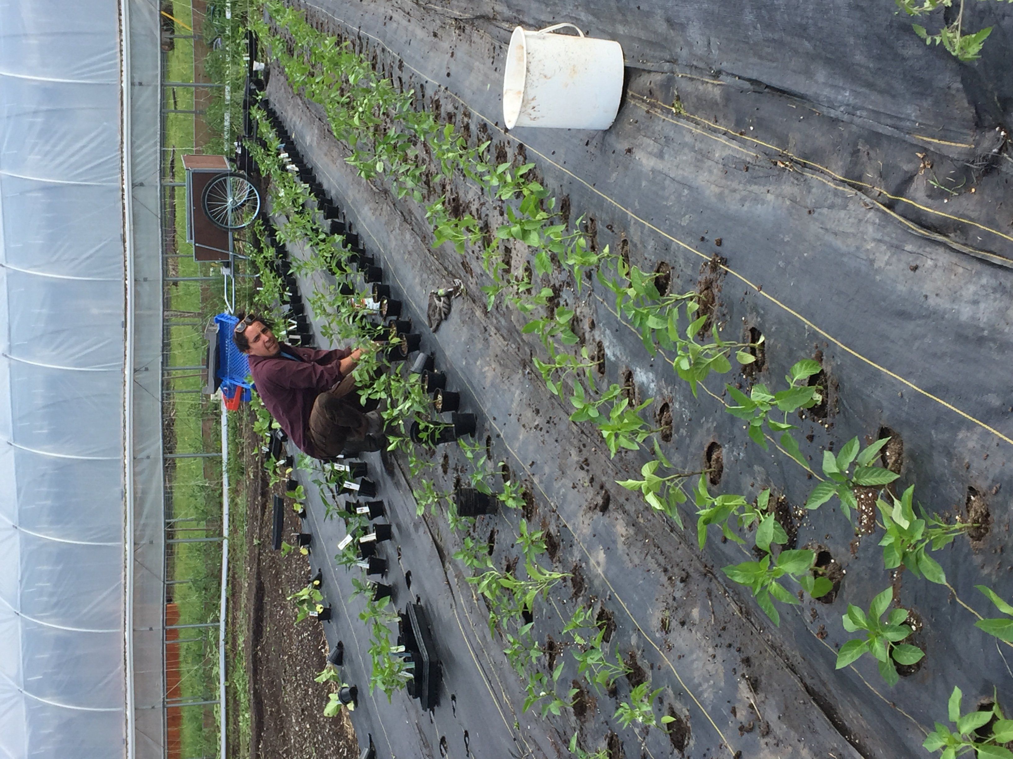 Next Happening: Common Roots Urban Farm CSA Newsletter Week #1