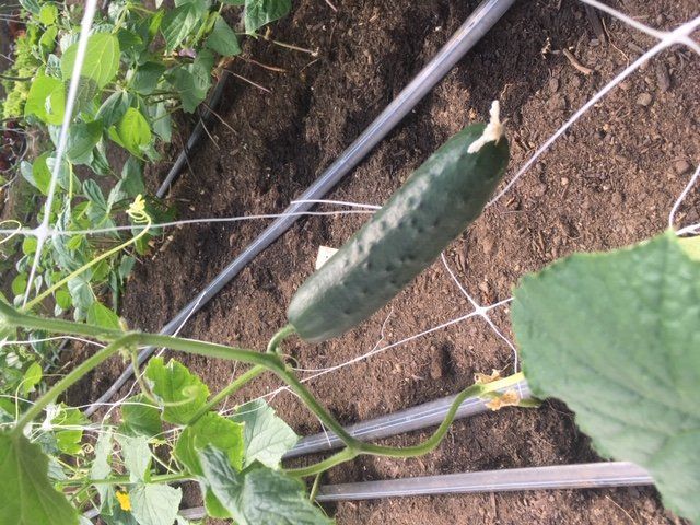 Previous Happening: The Truth About Cucumbers