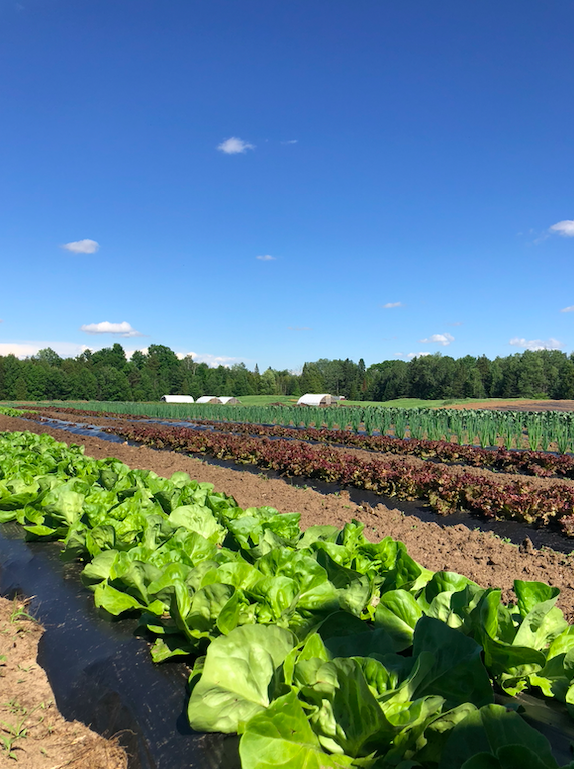 Next Happening: Week 3 of 20; Summer 2020 Coopers CSA Farm Happenings