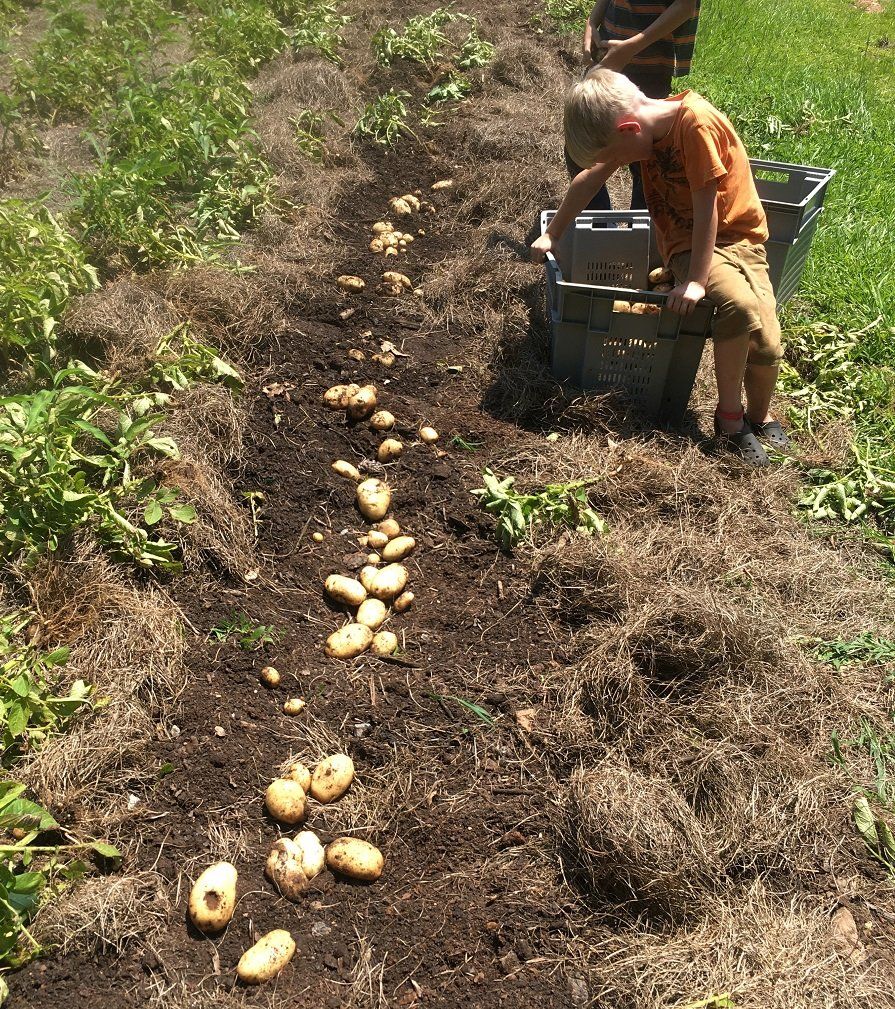 Previous Happening: Potatoes this week! (and no twins yet!)