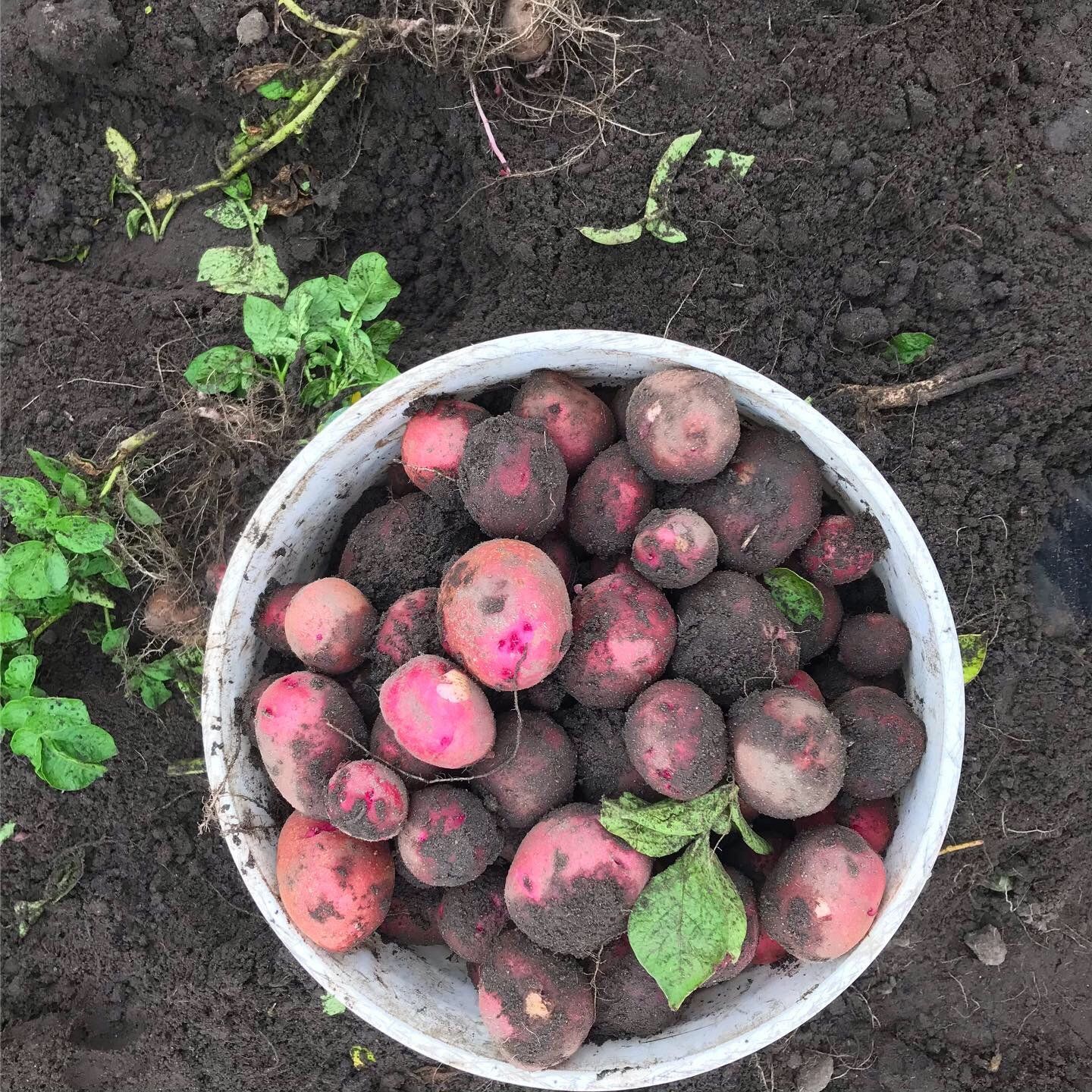 New Potatoes