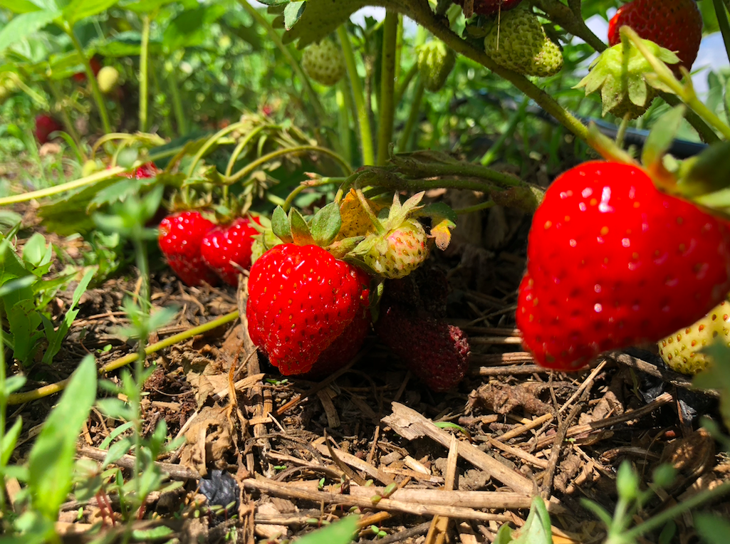 Next Happening: Week 5 of 20; Summer 2020 Vegetable Share-Coopers CSA Farm Happenings