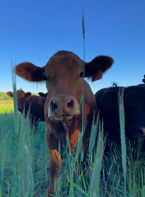 Month 2 of 5; Summer 2020 MEAT Share-Coopers CSA Farm Happenings
