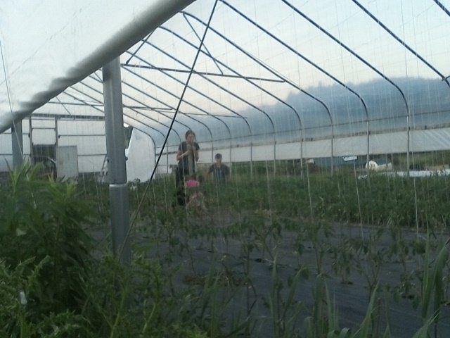 Previous Happening: Tomatoes on The Horizon