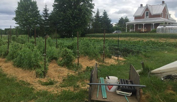 Previous Happening: Farm Happenings for July 1, 2020