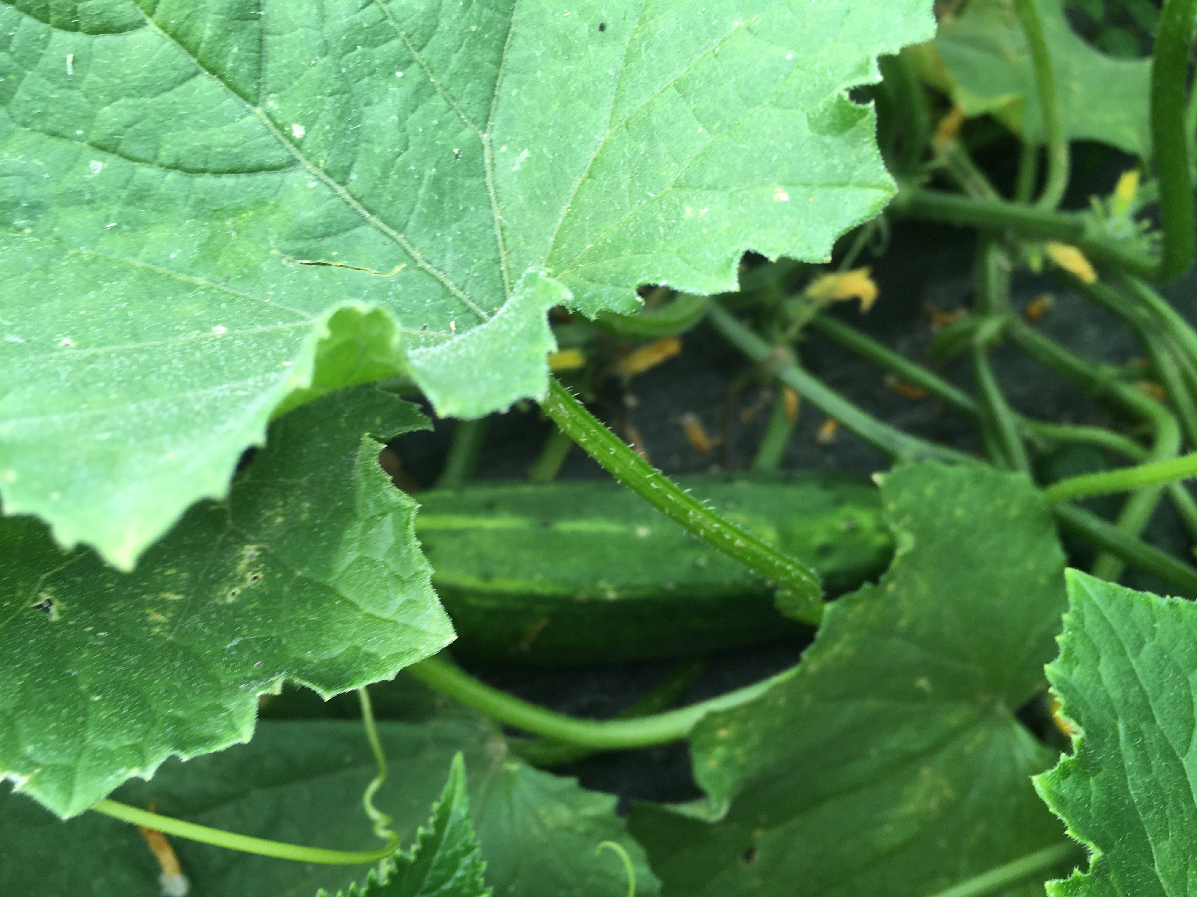 Previous Happening: Cucumbers Grow Their Own Sun Umbrellas