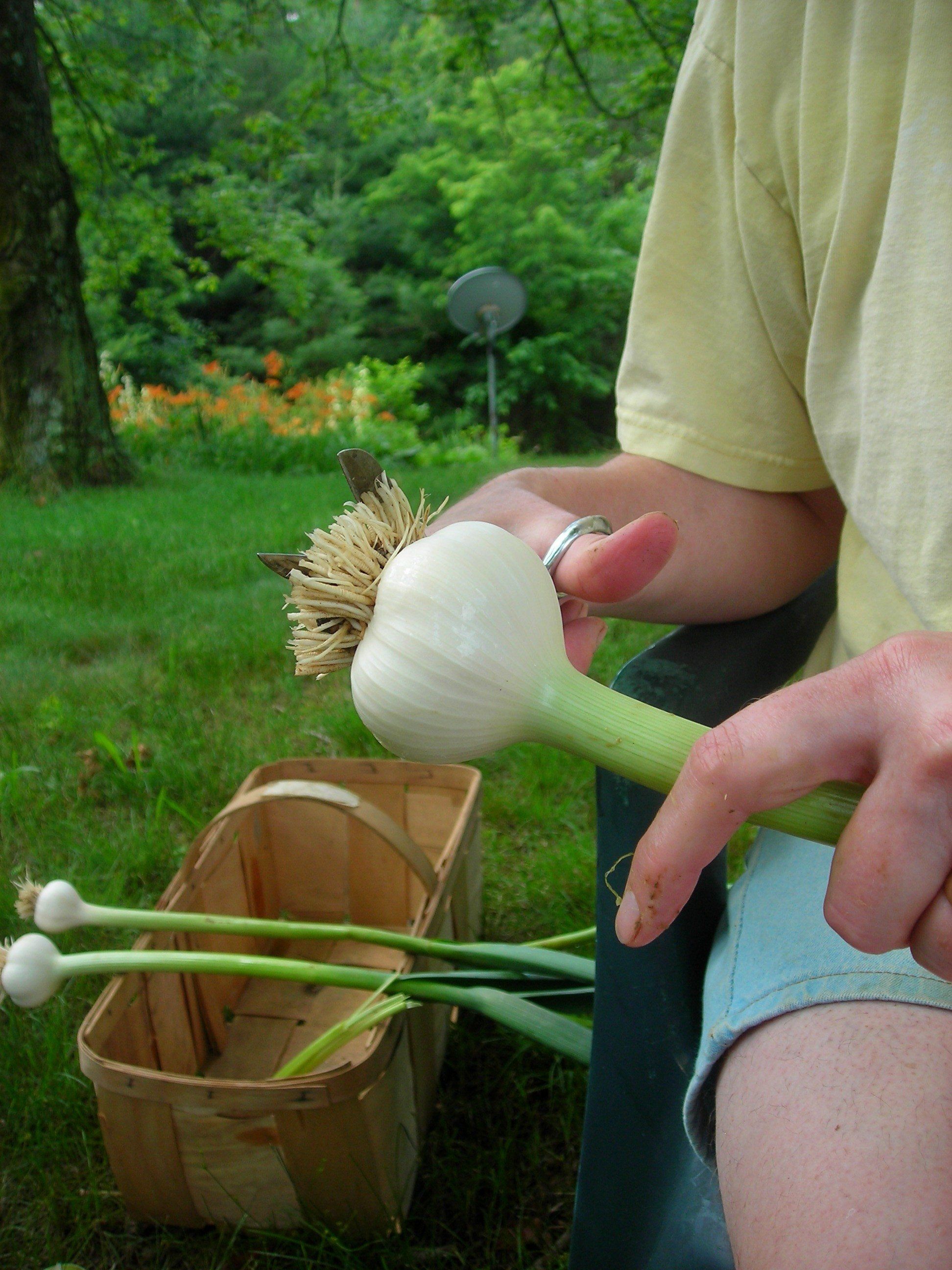 Next Happening: We have fresh garlic!