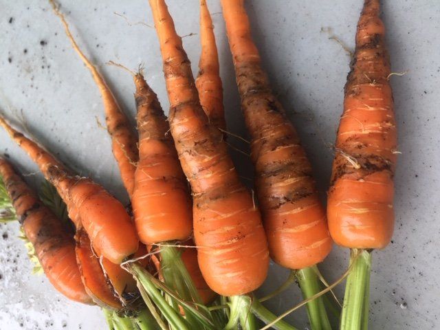 Next Happening: sad carrots :( but thats farming...