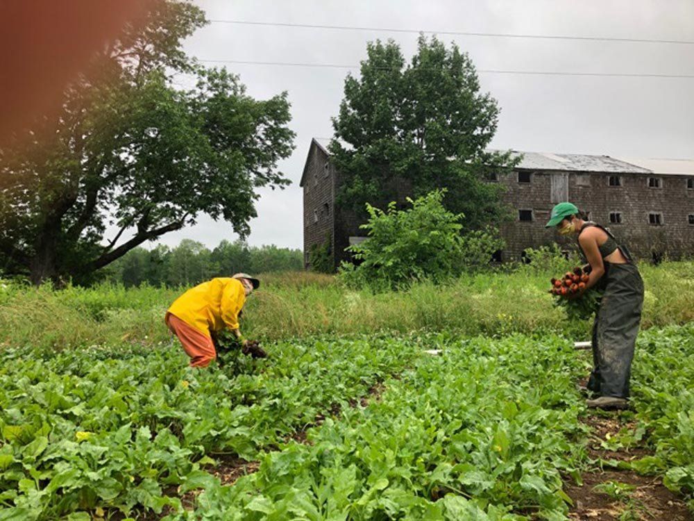 Next Happening: Farm Happenings for 7/7/2020: Summer is Here! & Update from New Beat Farm