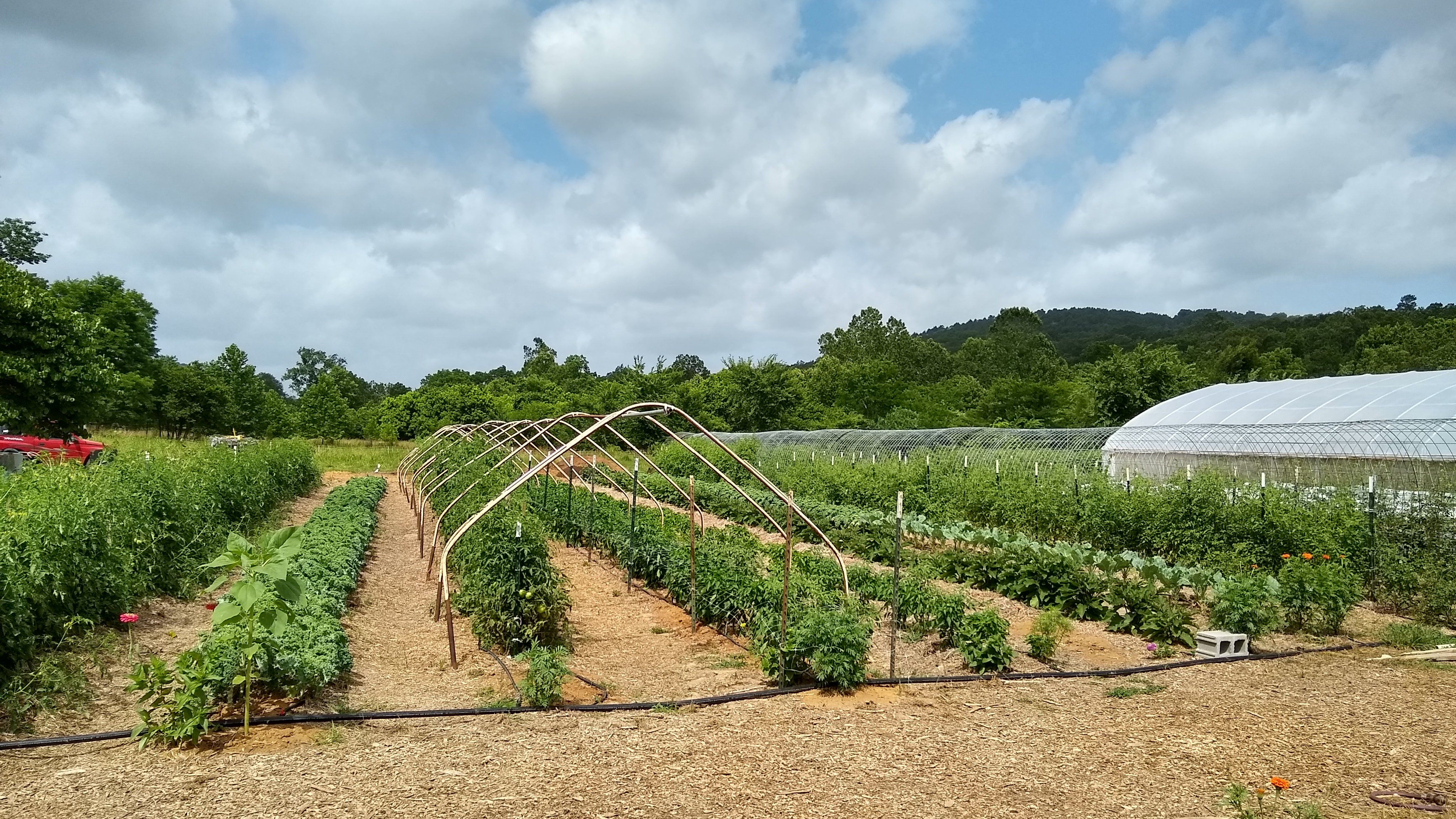 Previous Happening: Farm Happenings for July 4, 2020