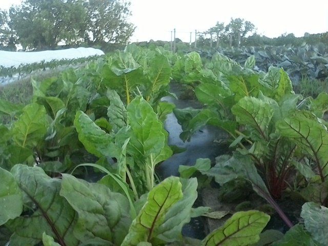 The Deer Have Had a Chard Fest!
