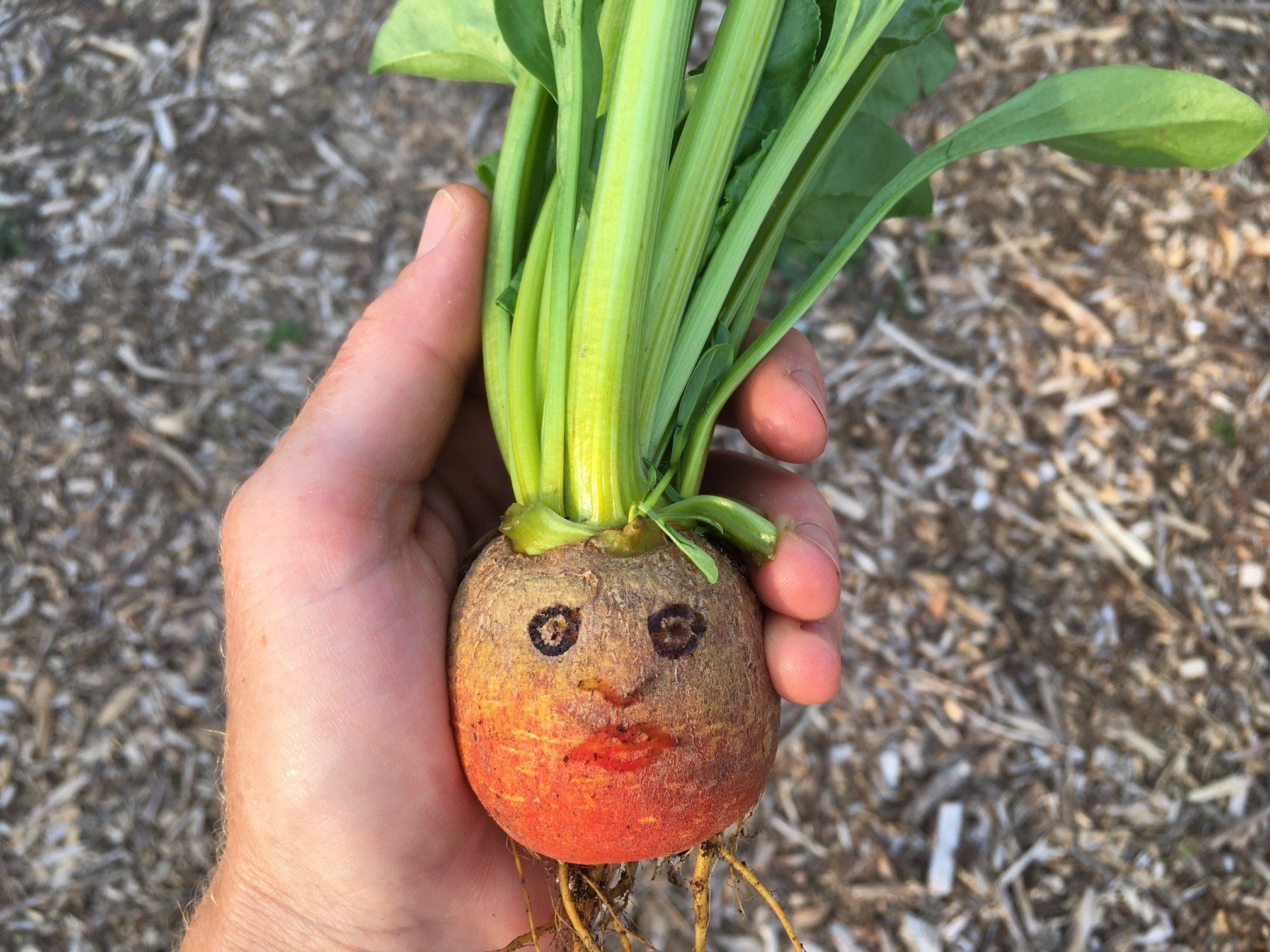 Previous Happening: The Veggies are Talking (To Me)