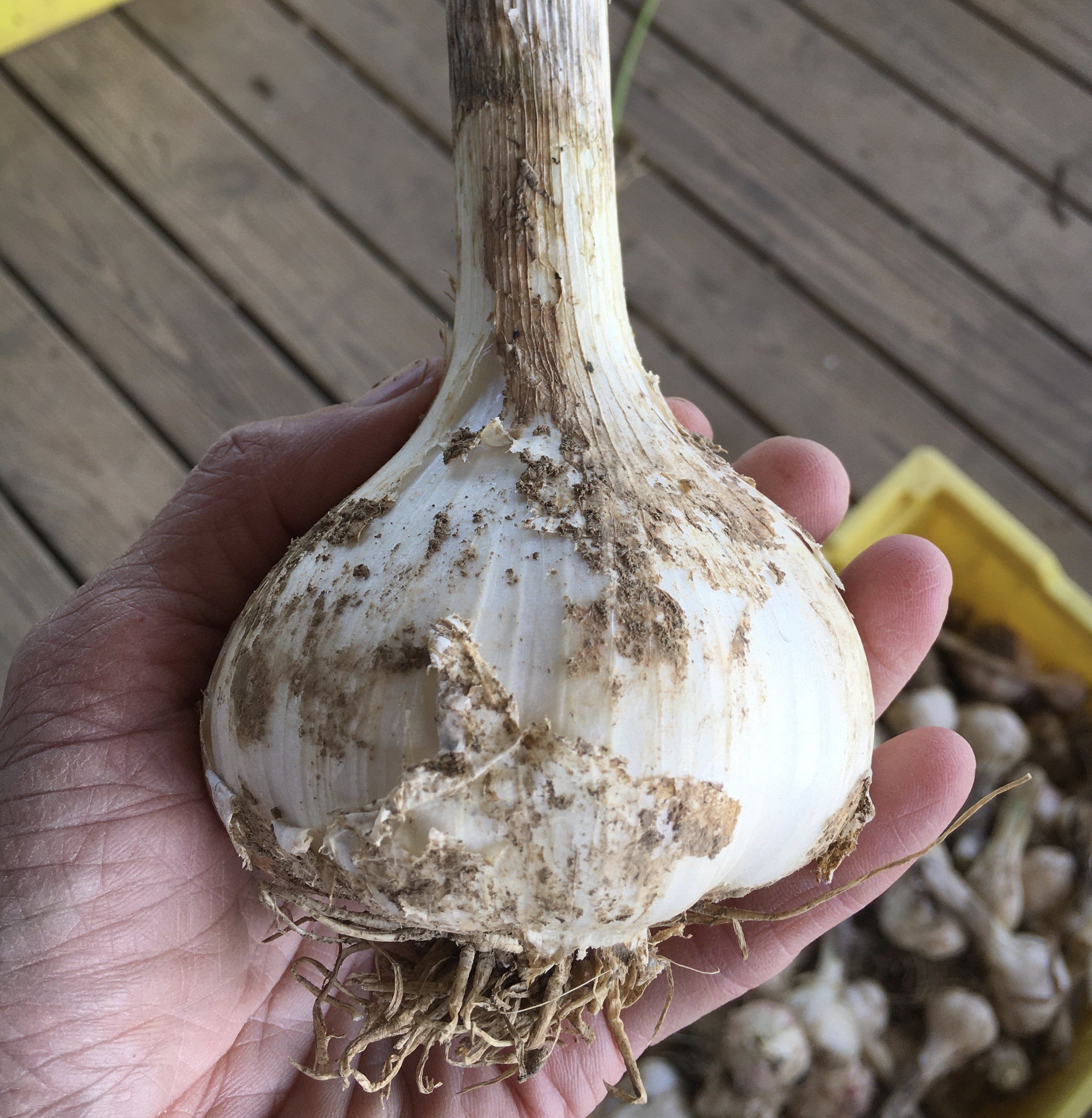Previous Happening: Health-Giving Garlic! (July 5, 2020)