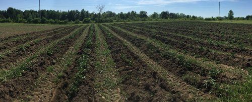 Previous Happening: Farm Happenings for July 6, 2020