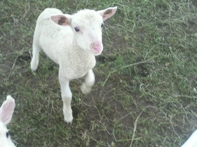 Previous Happening: Happy Lambs at Sunny Cone farm!