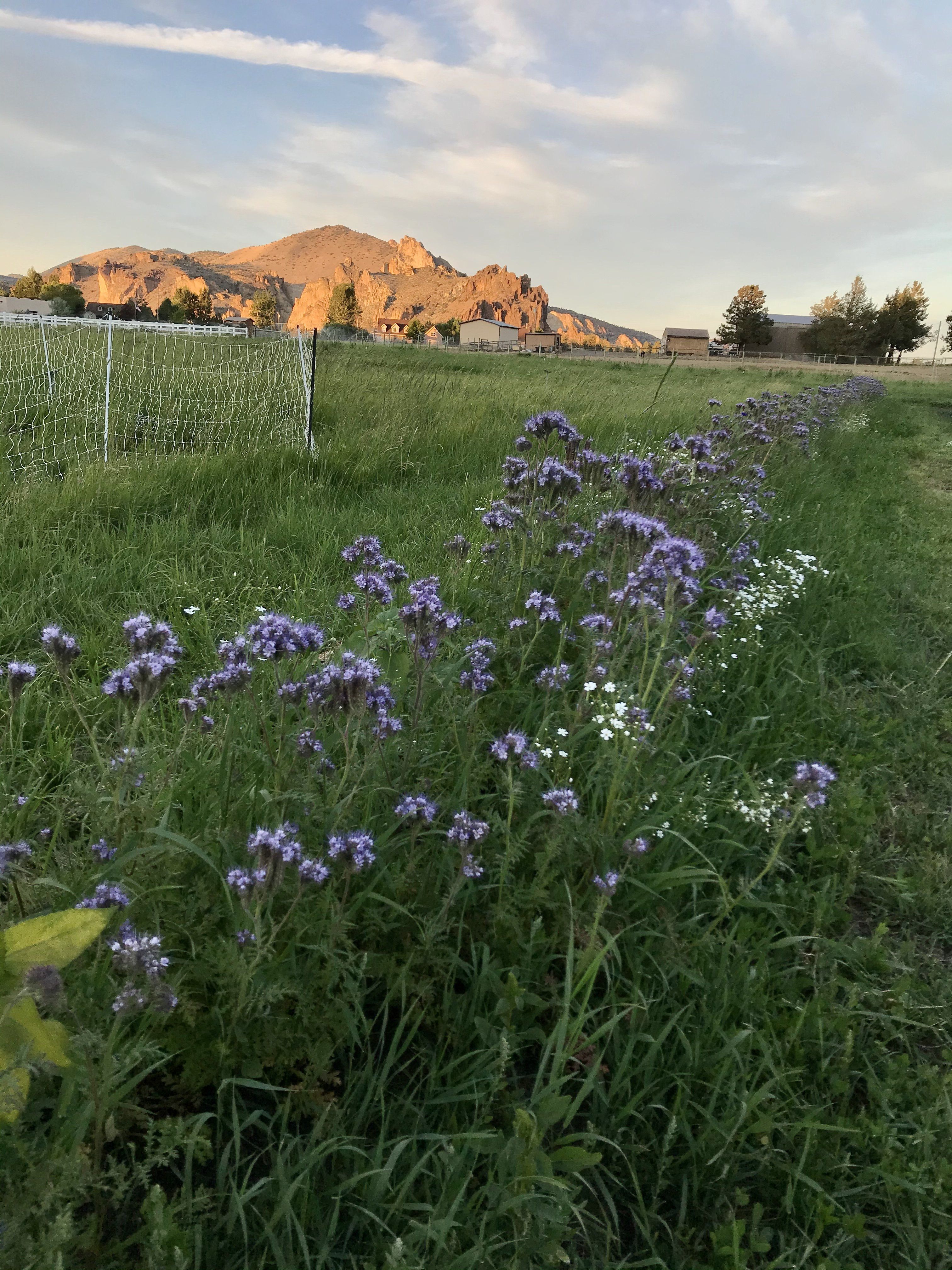 Previous Happening: Flowers on the Farm