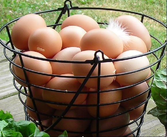Fresh Eggs for a Down-on-the-Farm Meal