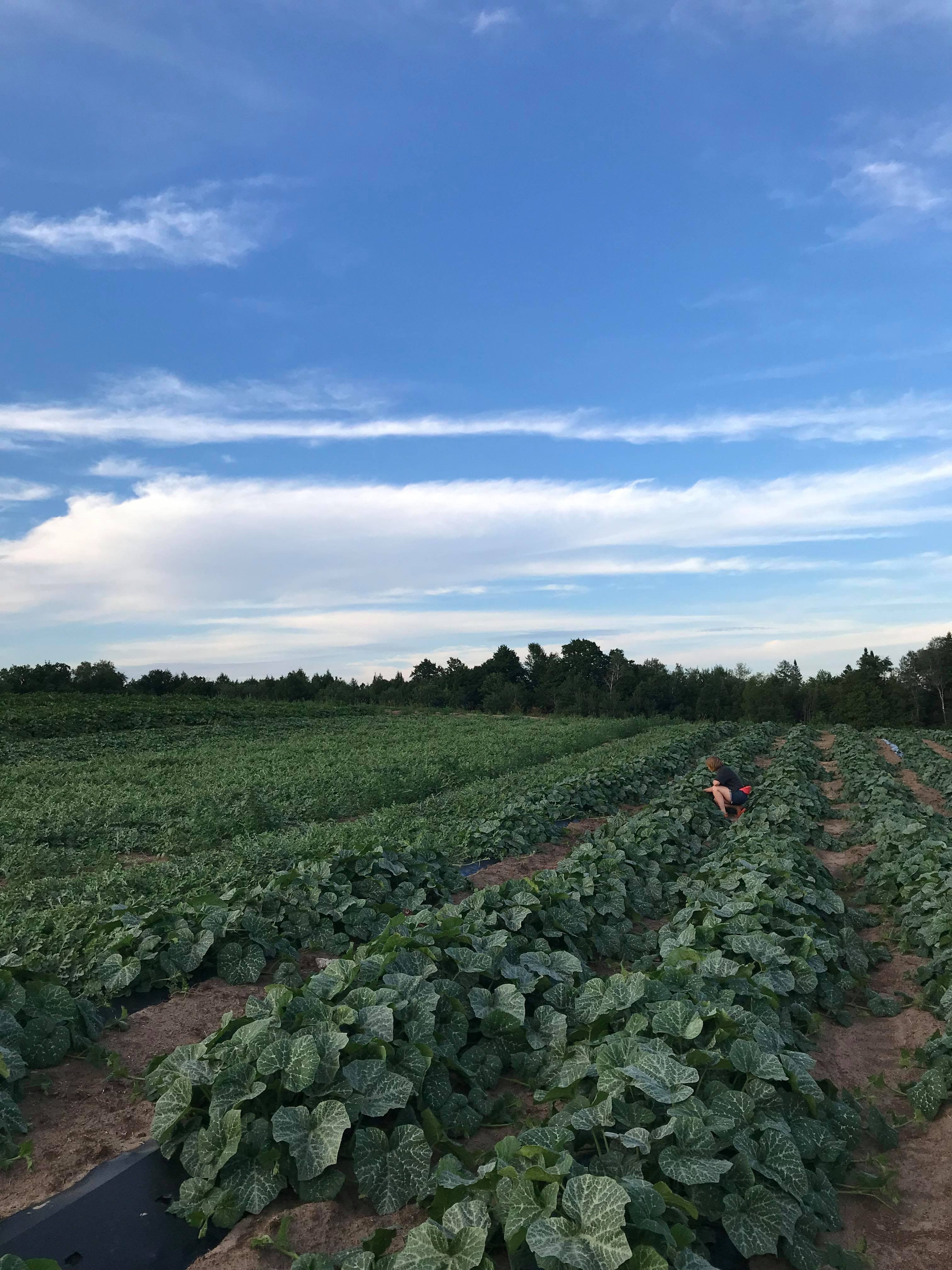 Next Happening: Week 8 of 20; Summer 2020 Vegetable Share-Coopers CSA Farm Happenings