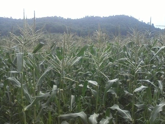 Sweet Corn on the Horizon!
