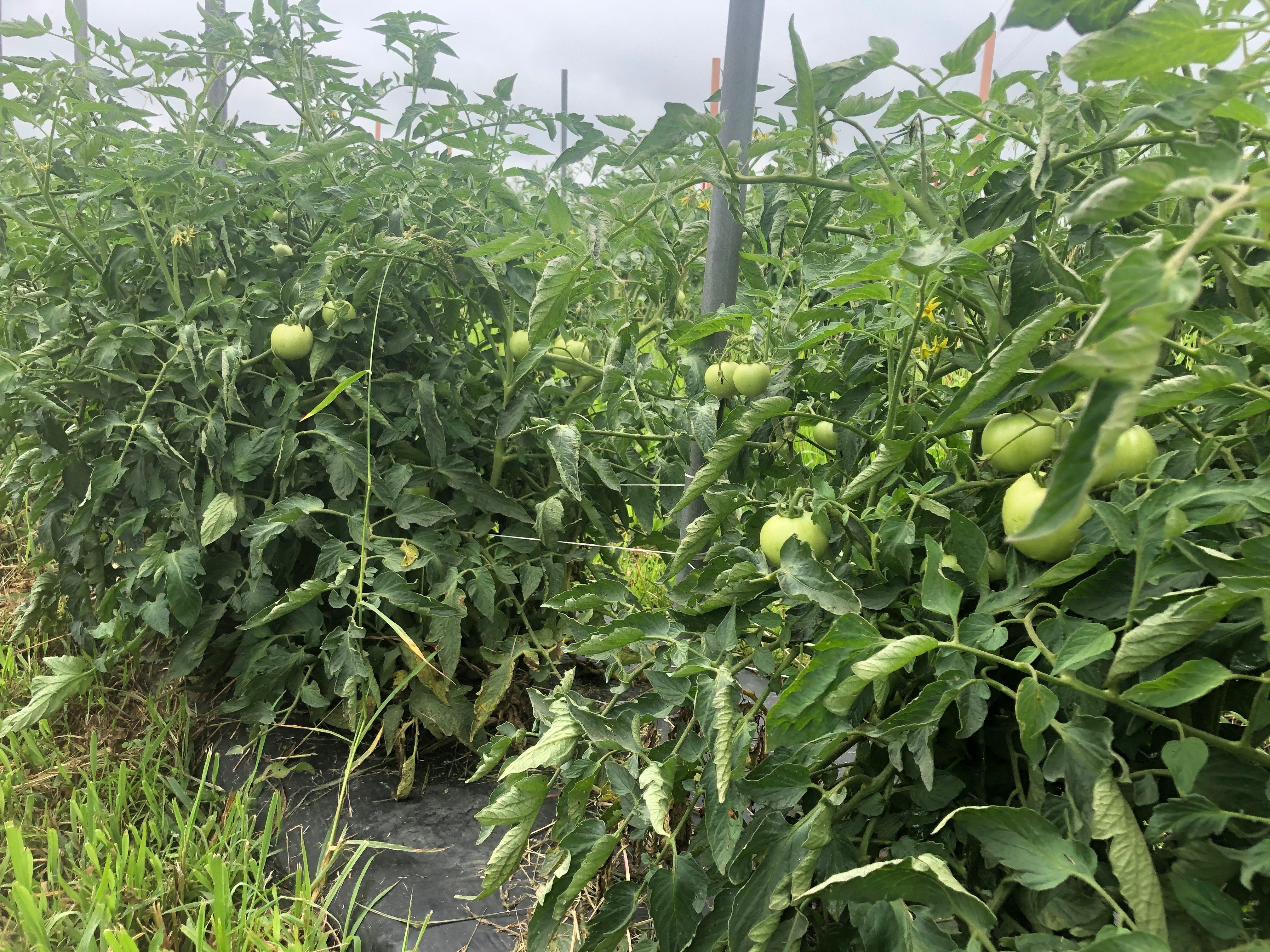 Previous Happening: Farm Happenings for July 18, 2020