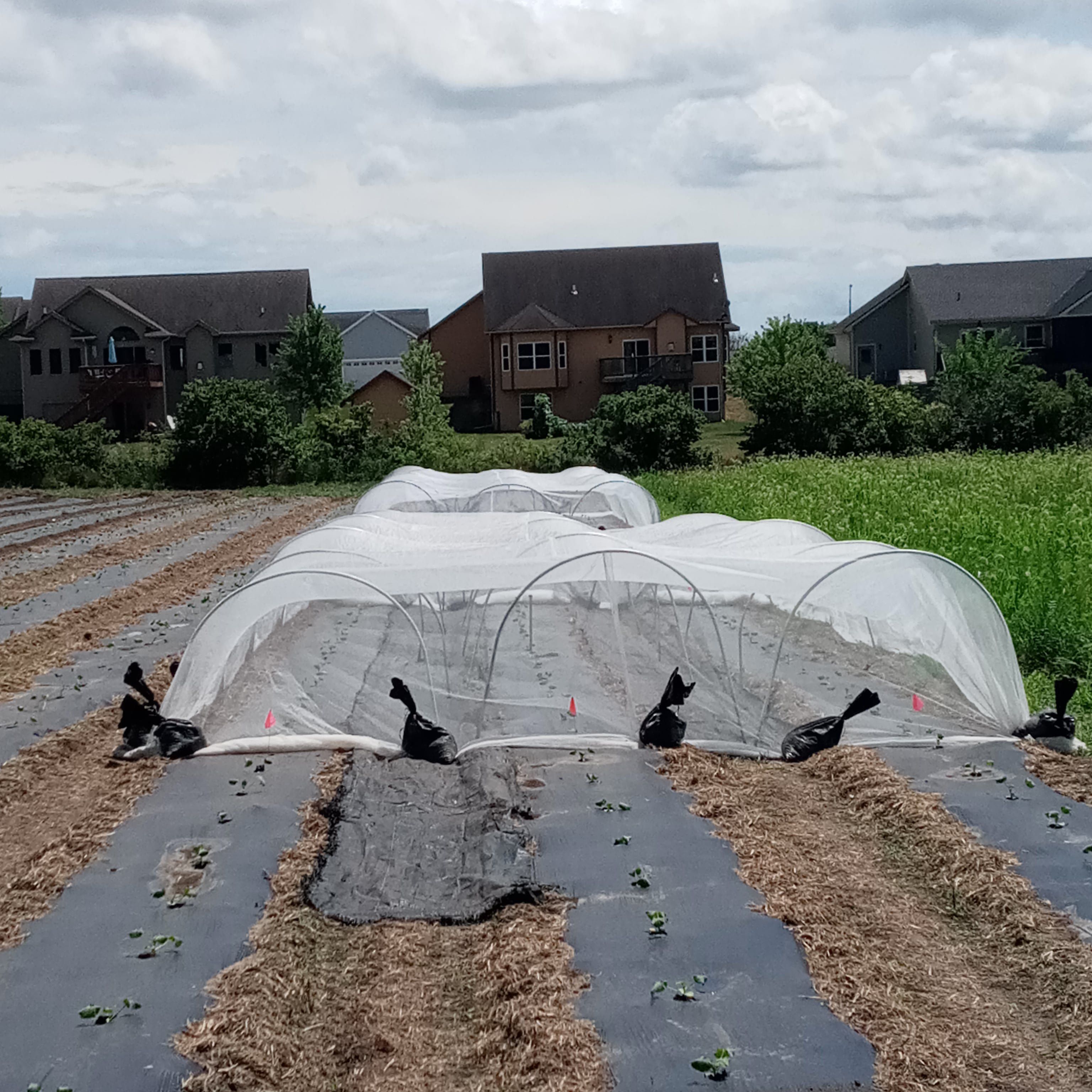 Previous Happening: Farm Happenings for July 22, 2020