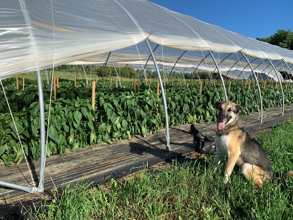 Farm Happenings for 7/28/2020: Amazing Summer Crops are Ready & Update from Ironwood Farm