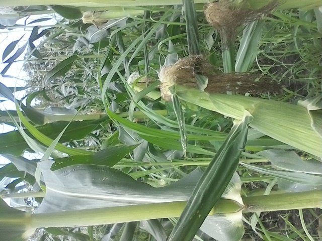 Previous Happening: Ambosia Sweet Corn!