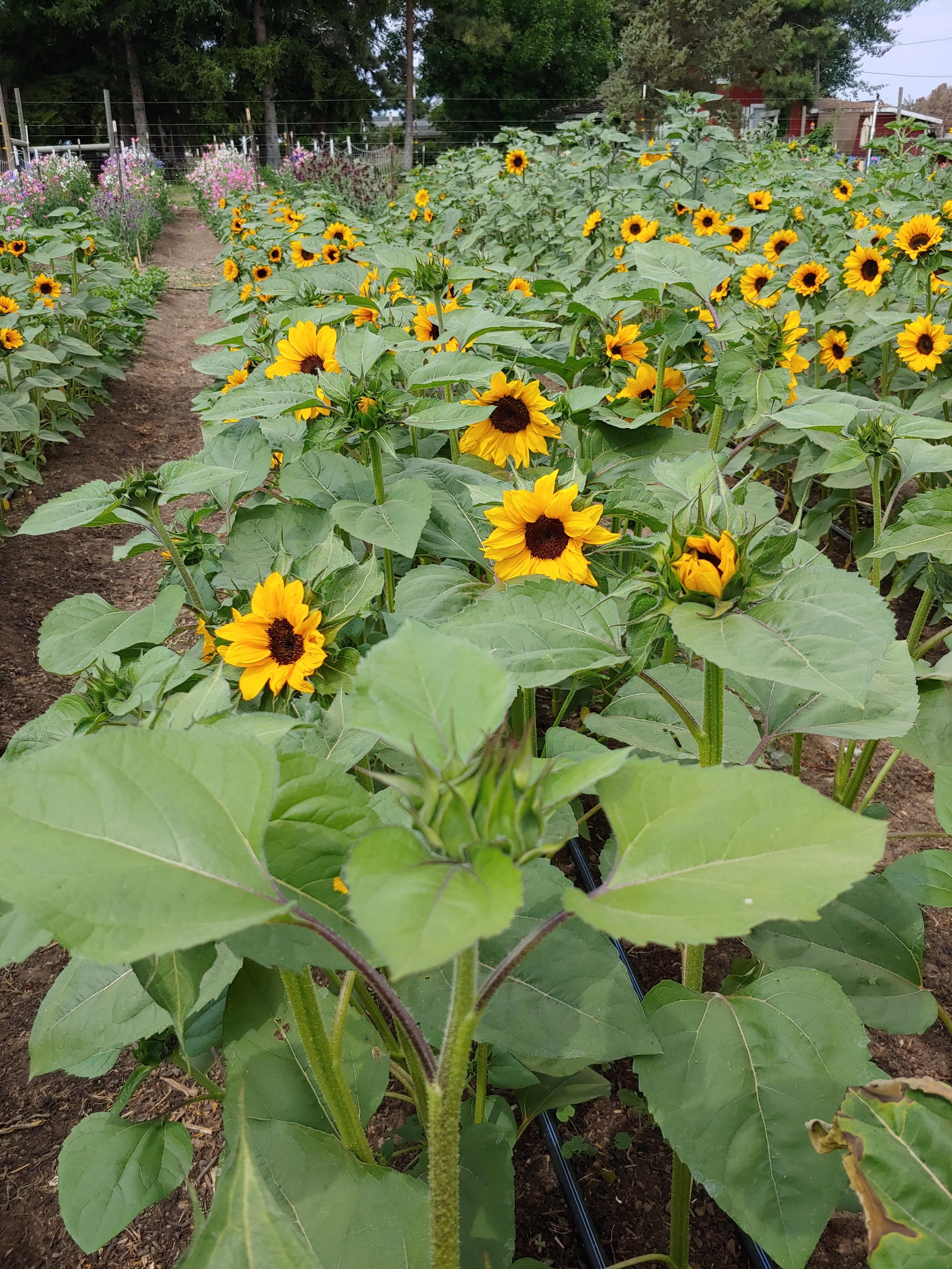 Next Happening: Order Sunflowers from our Neighbor Farm this Week!