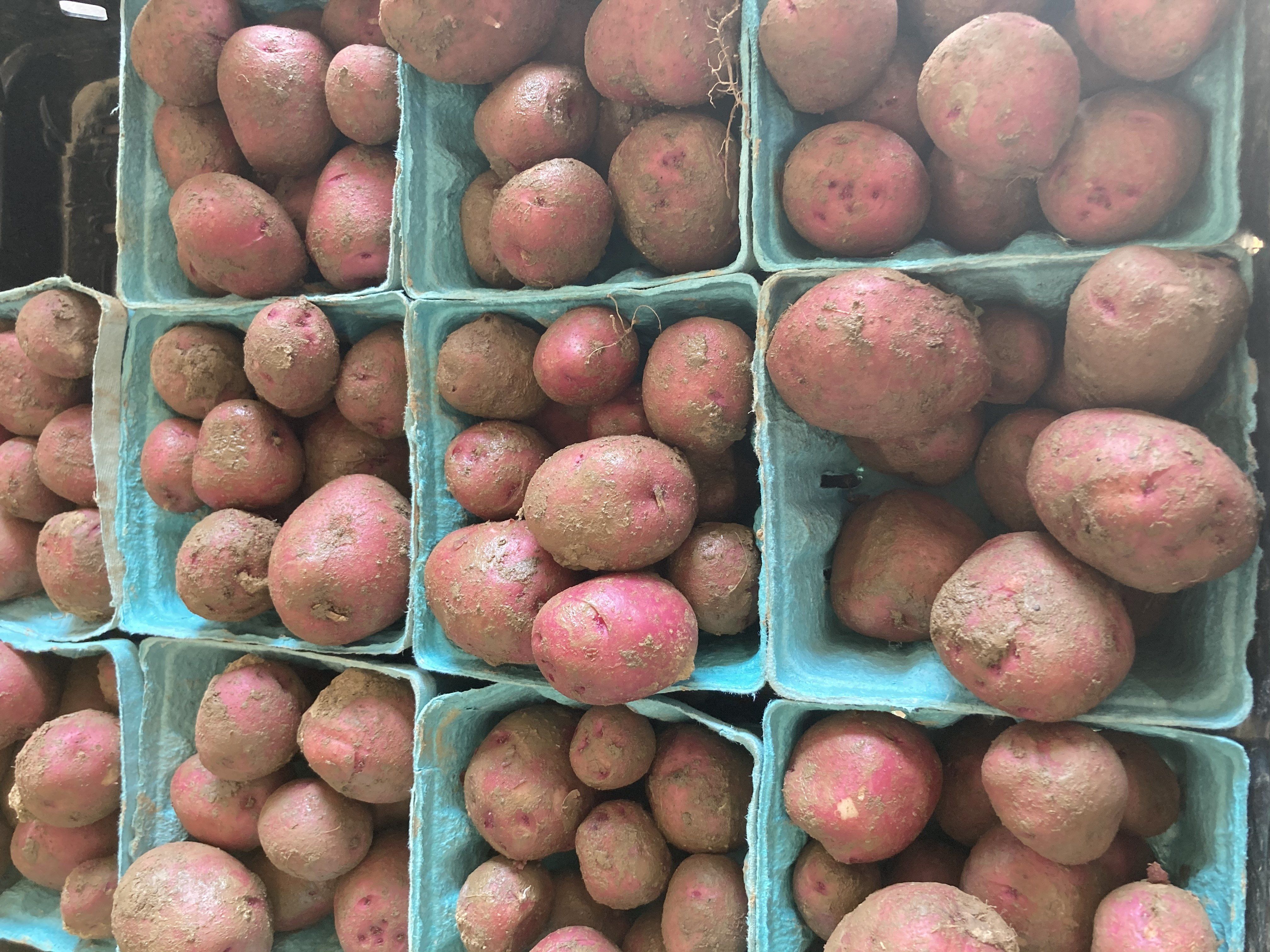The Potato Harvest
