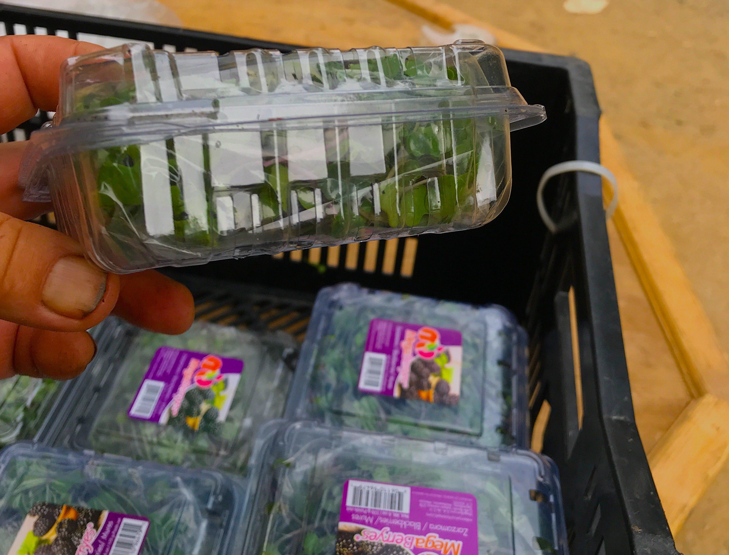 Next Happening: Week 10: Farewell to Leafy Greens, Hello Micro-Greens