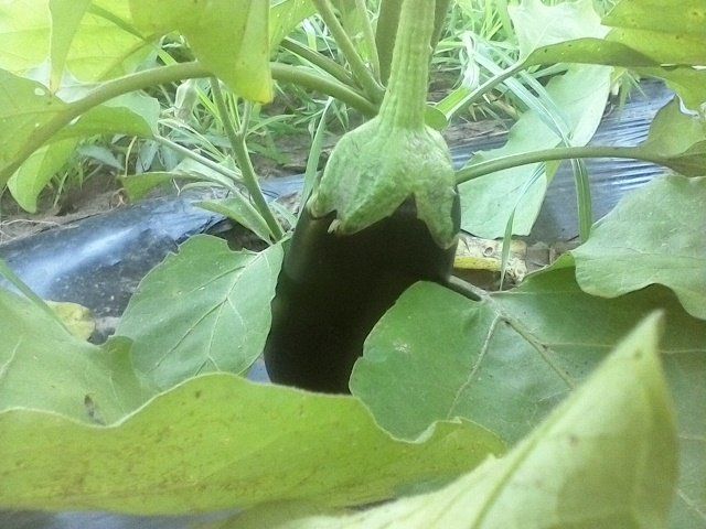 Next Happening: Eggplant is Ready!