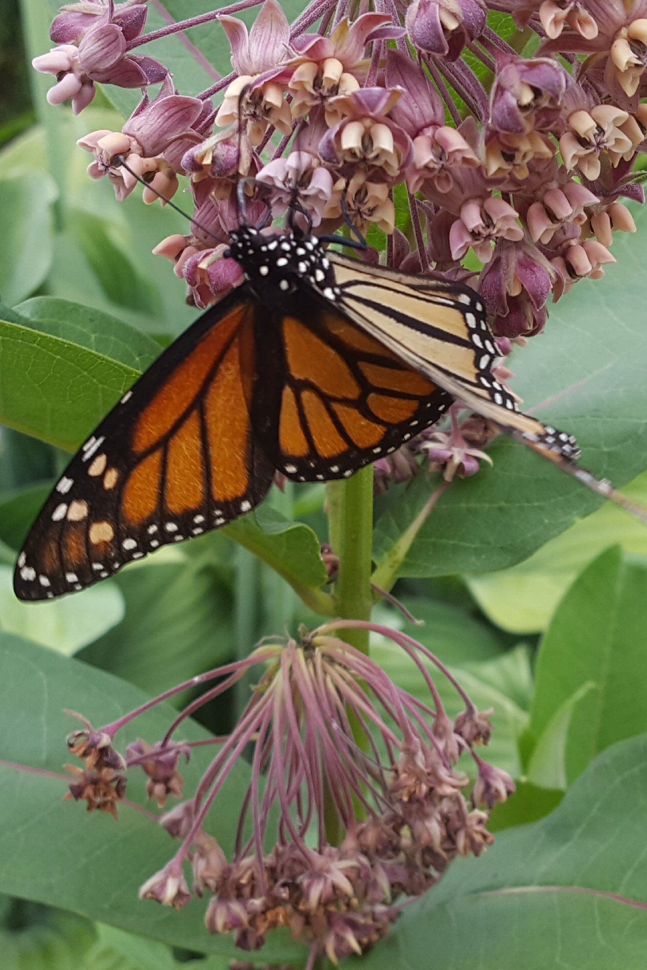 Monarch Butterfly sighting