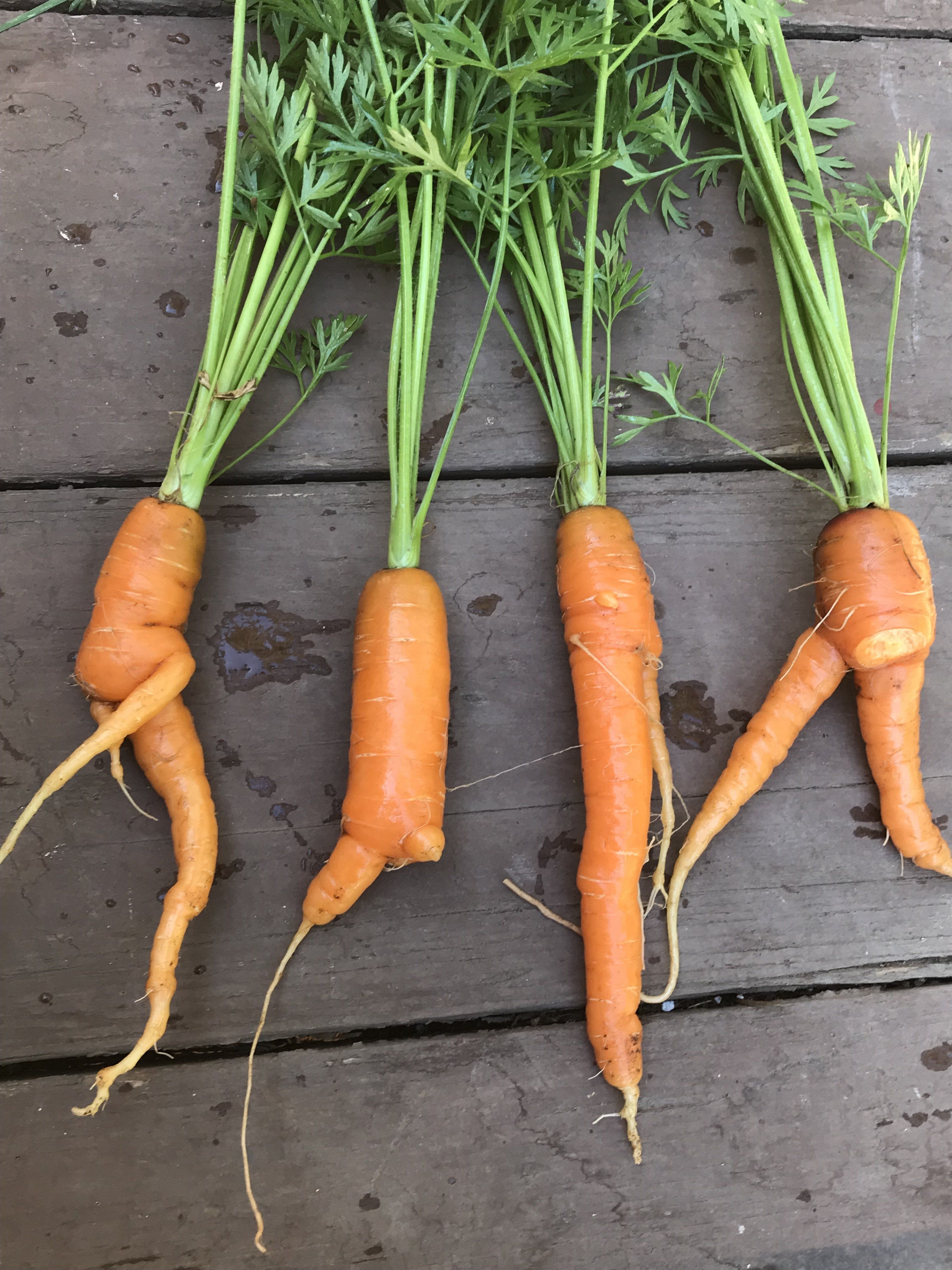 Farm Happenings for the Week of August 2, 2020