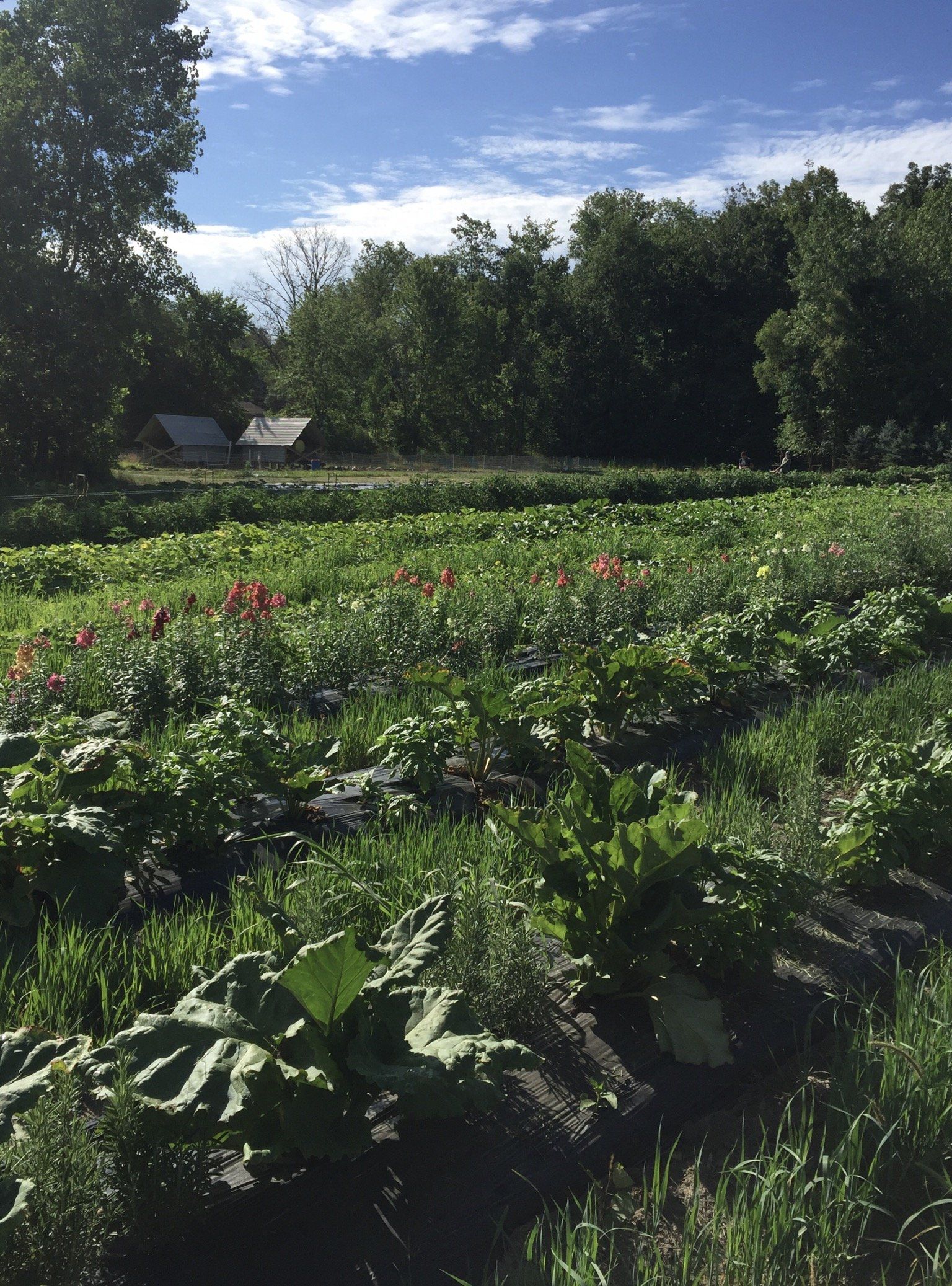Next Happening: Farm Happenings for August 5, 2020