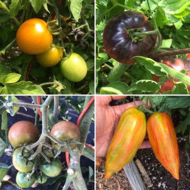 Previous Happening: Farm Happenings for August 6, 2020