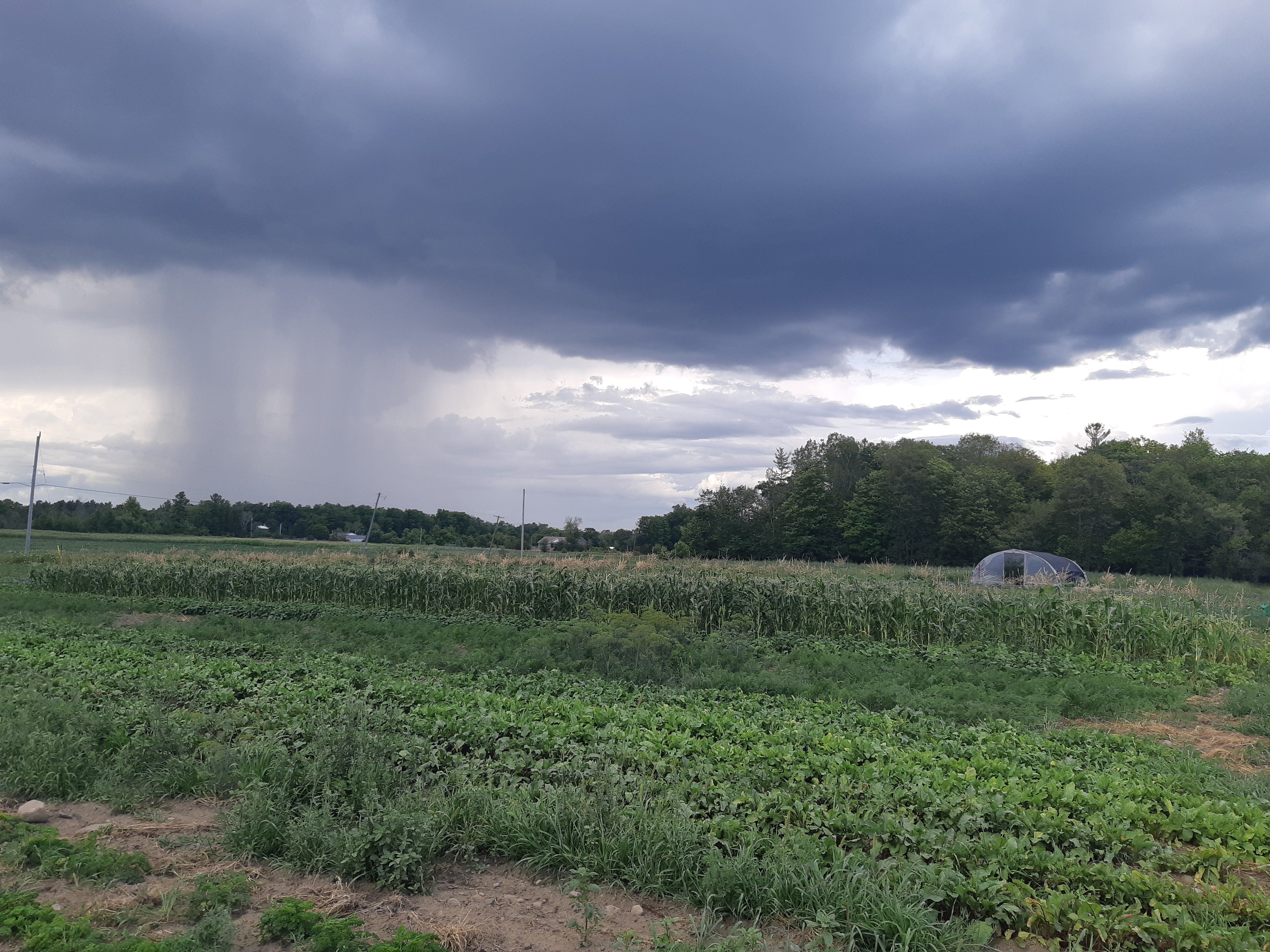 Previous Happening: Farm Happenings for August 6, 2020