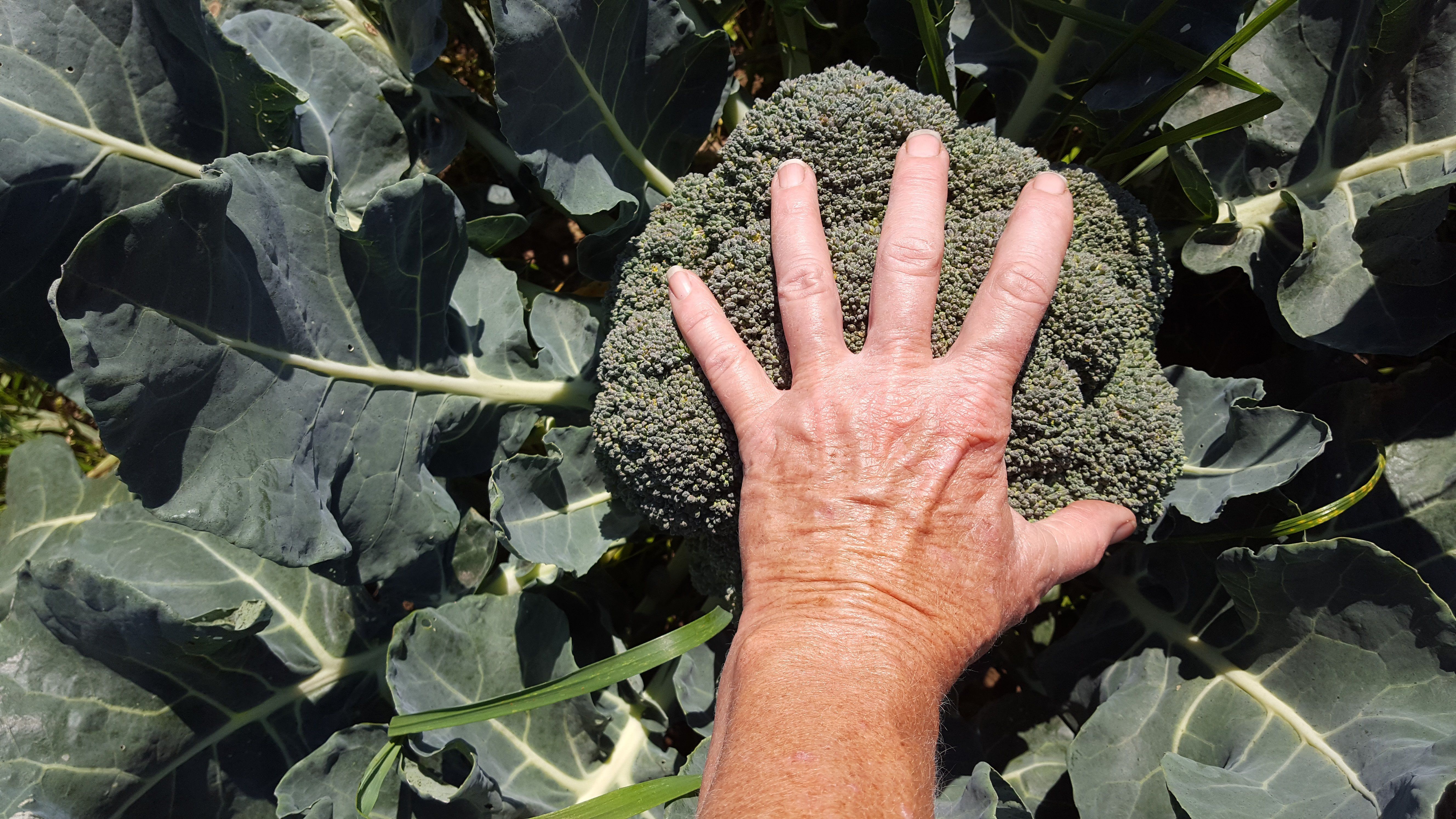 Next Happening: Ginormous Broccoli