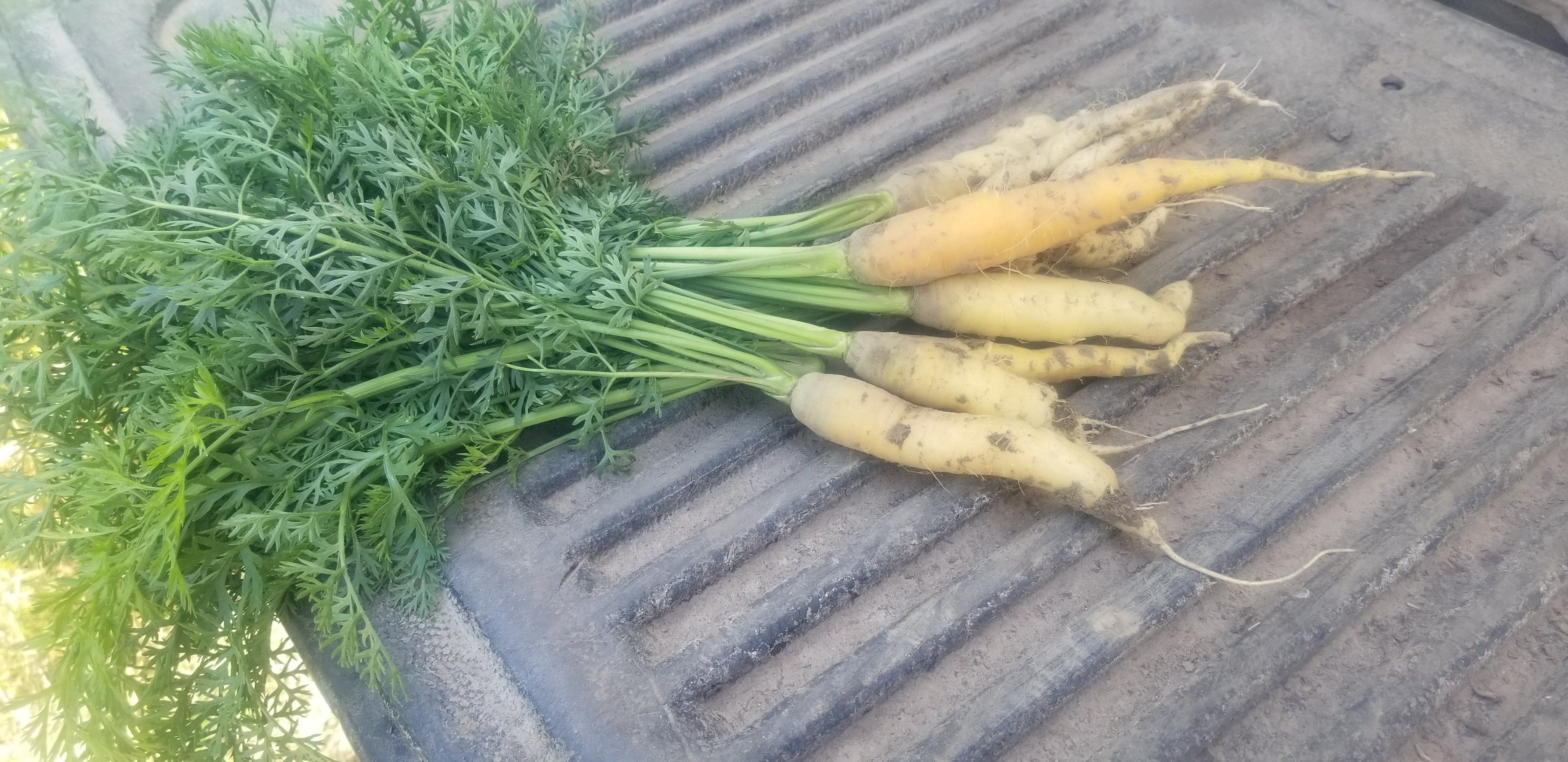 Previous Happening: Farm Happenings for the week of August 8, 2020