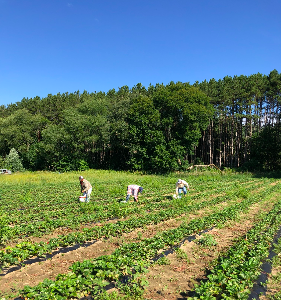 Next Happening: Week 11 of 20; Summer 2020 Vegetable Share-Coopers CSA Farm Happenings