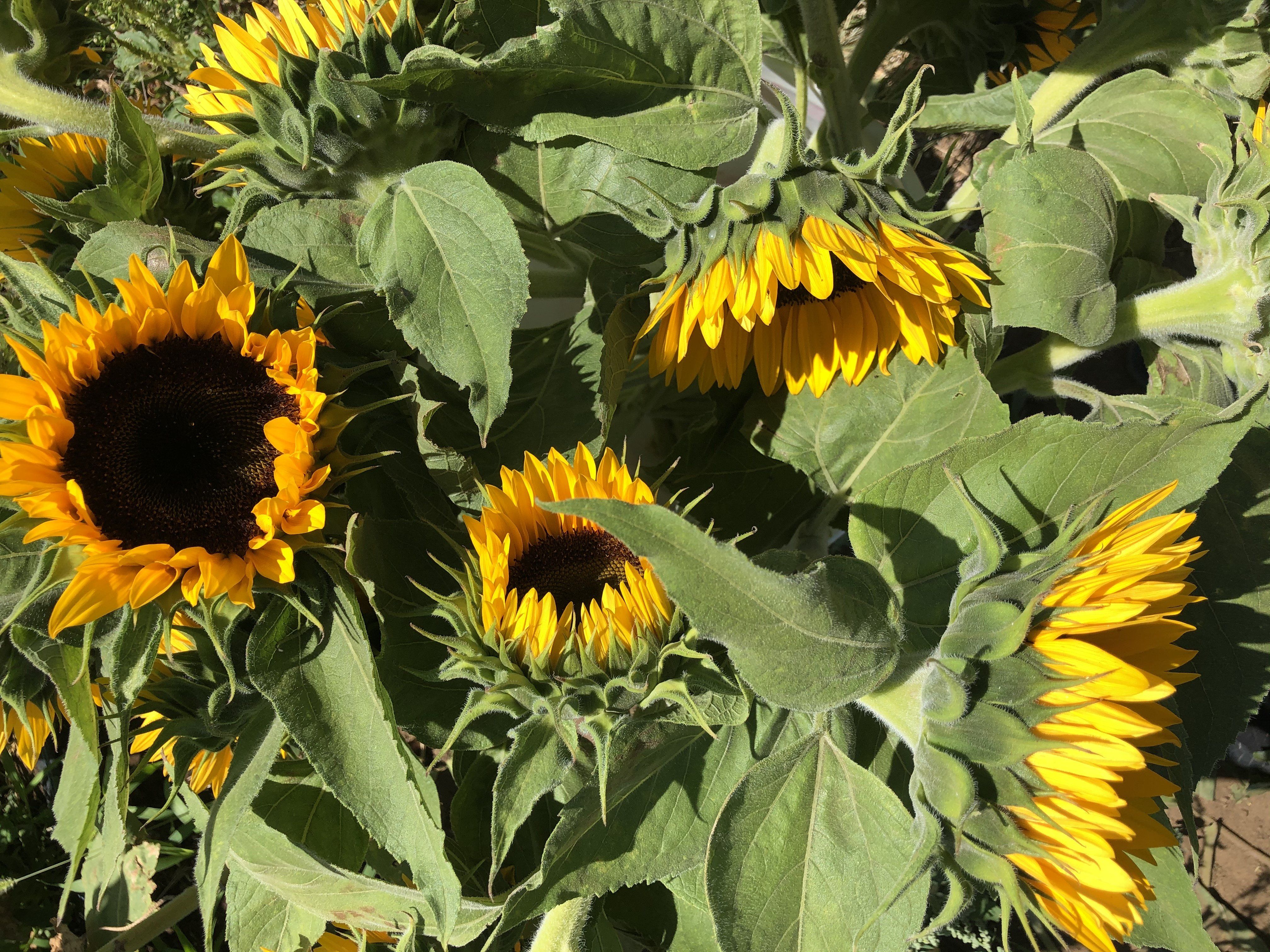 Previous Happening: Sunflowers.