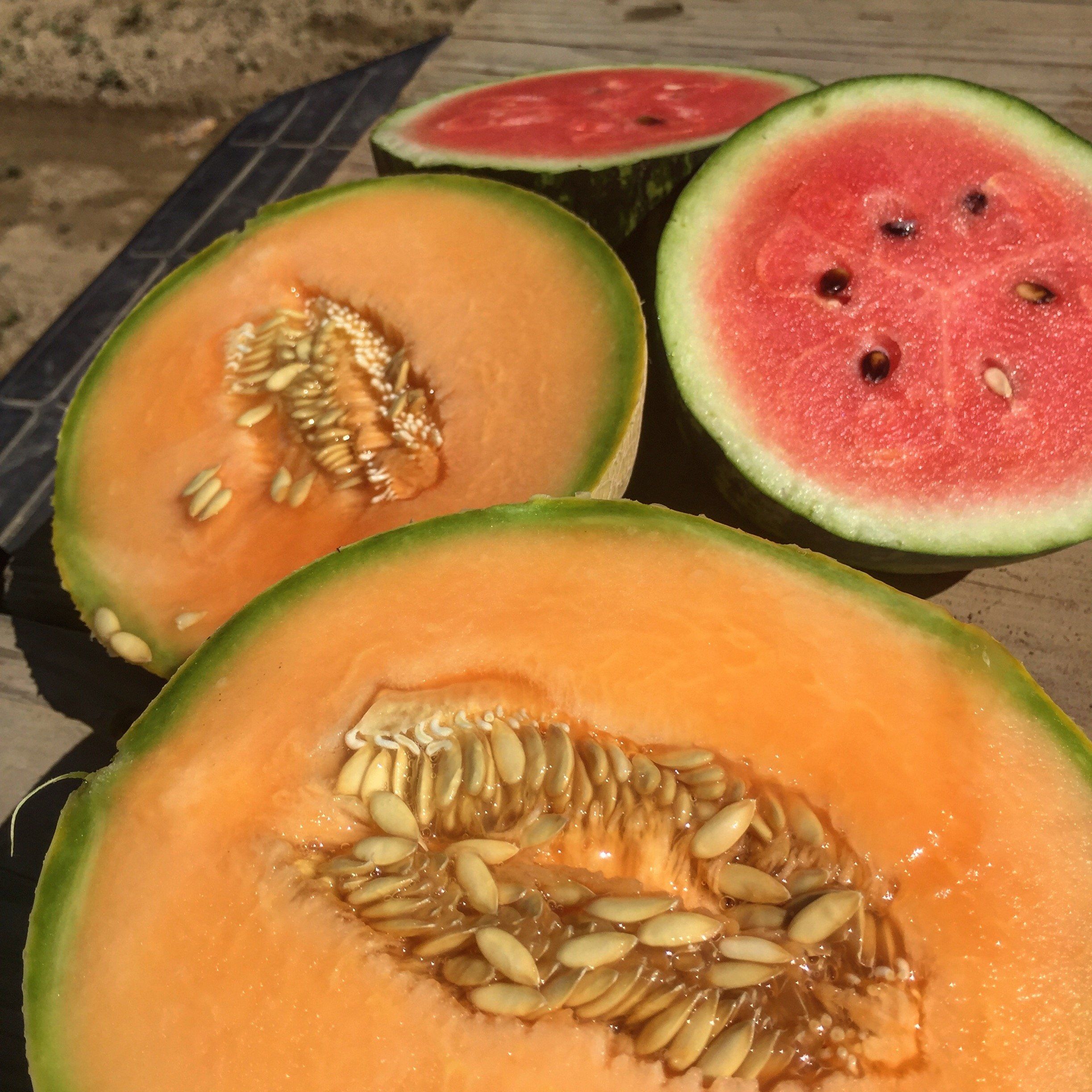Week 10!  It's Melon Season!