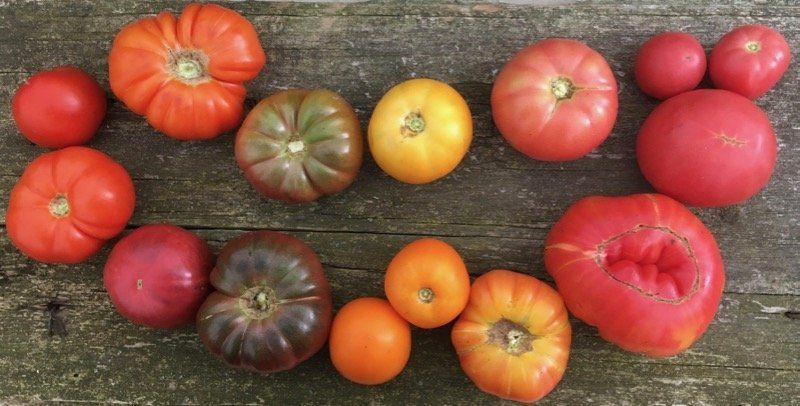 Next Happening: Tomato Varieties