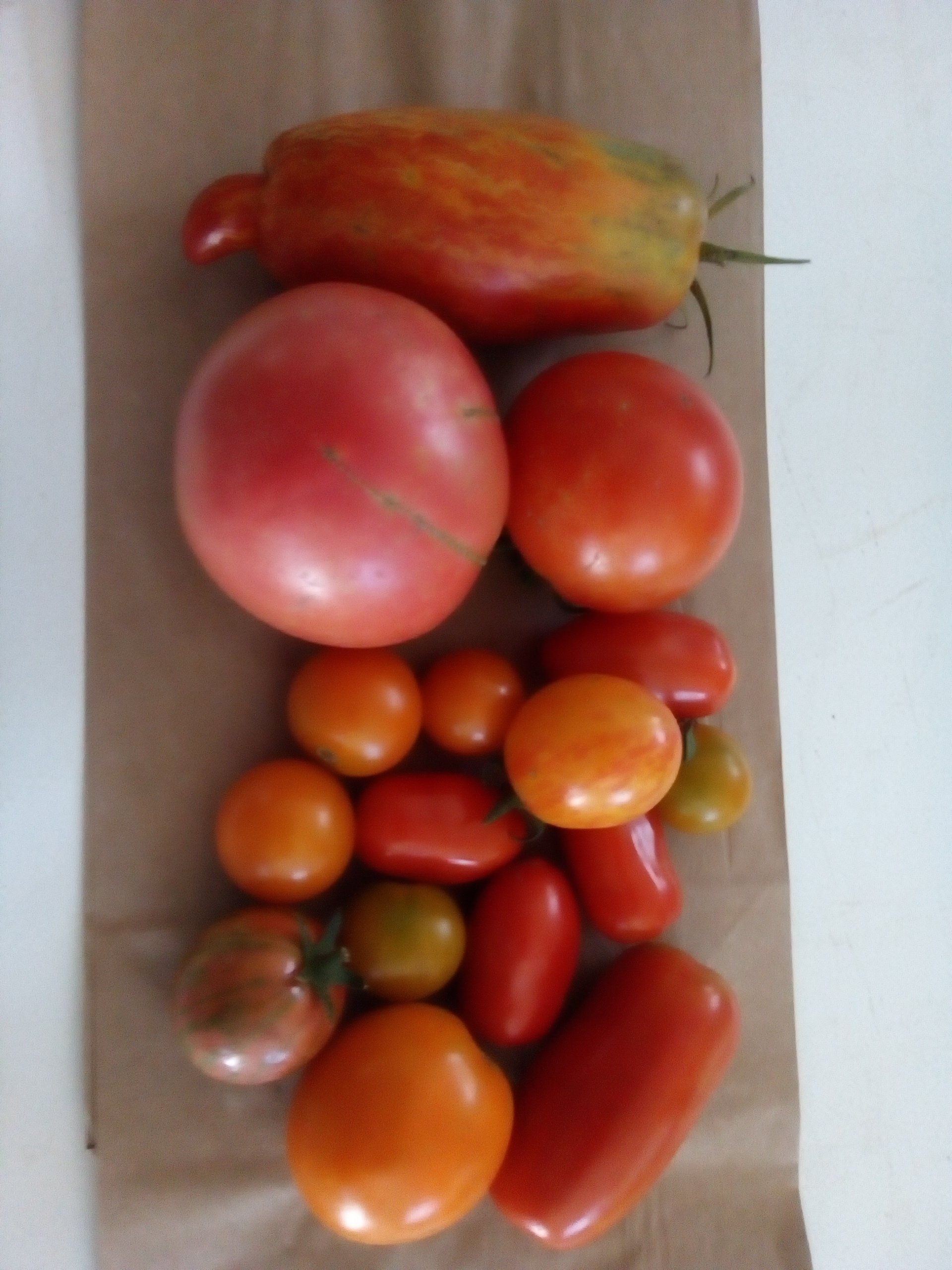 Next Happening: Week 9 -- Tomatoes