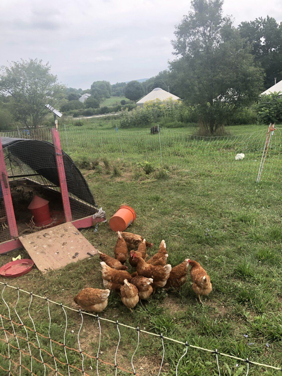 Next Happening: Farm Happenings for August 18, 2020